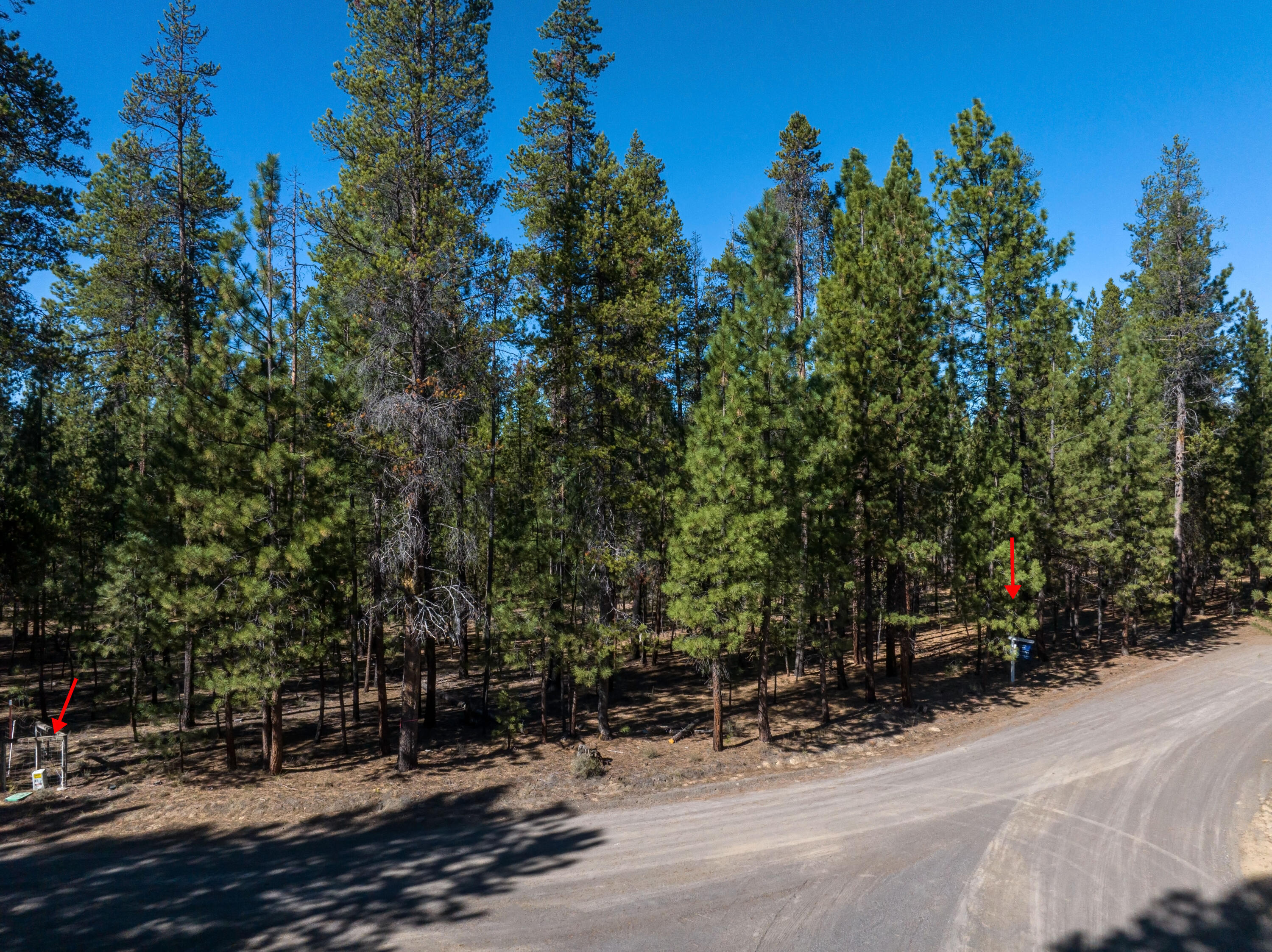 Ponderosa Pines - Land