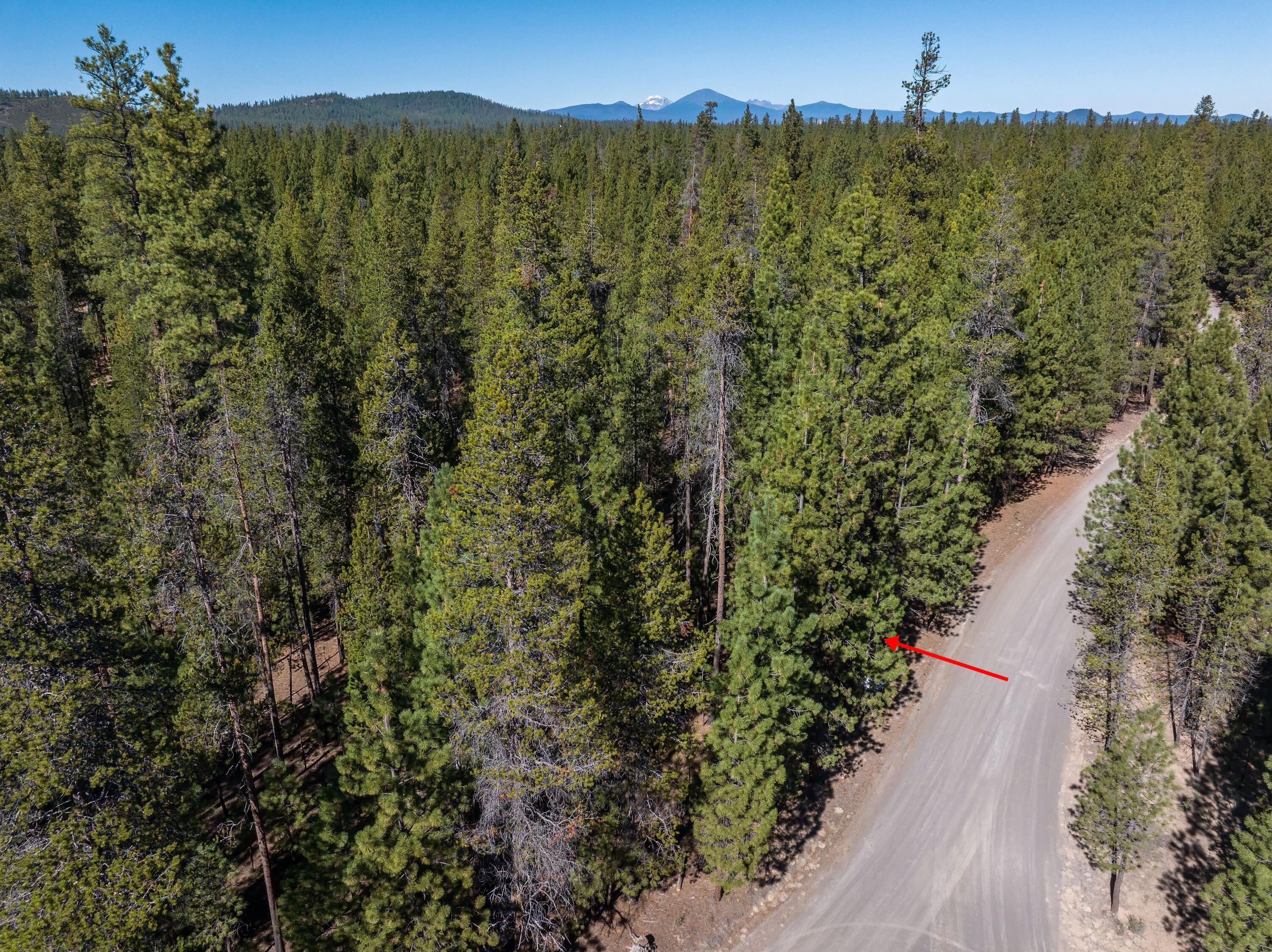 Ponderosa Pines - Land