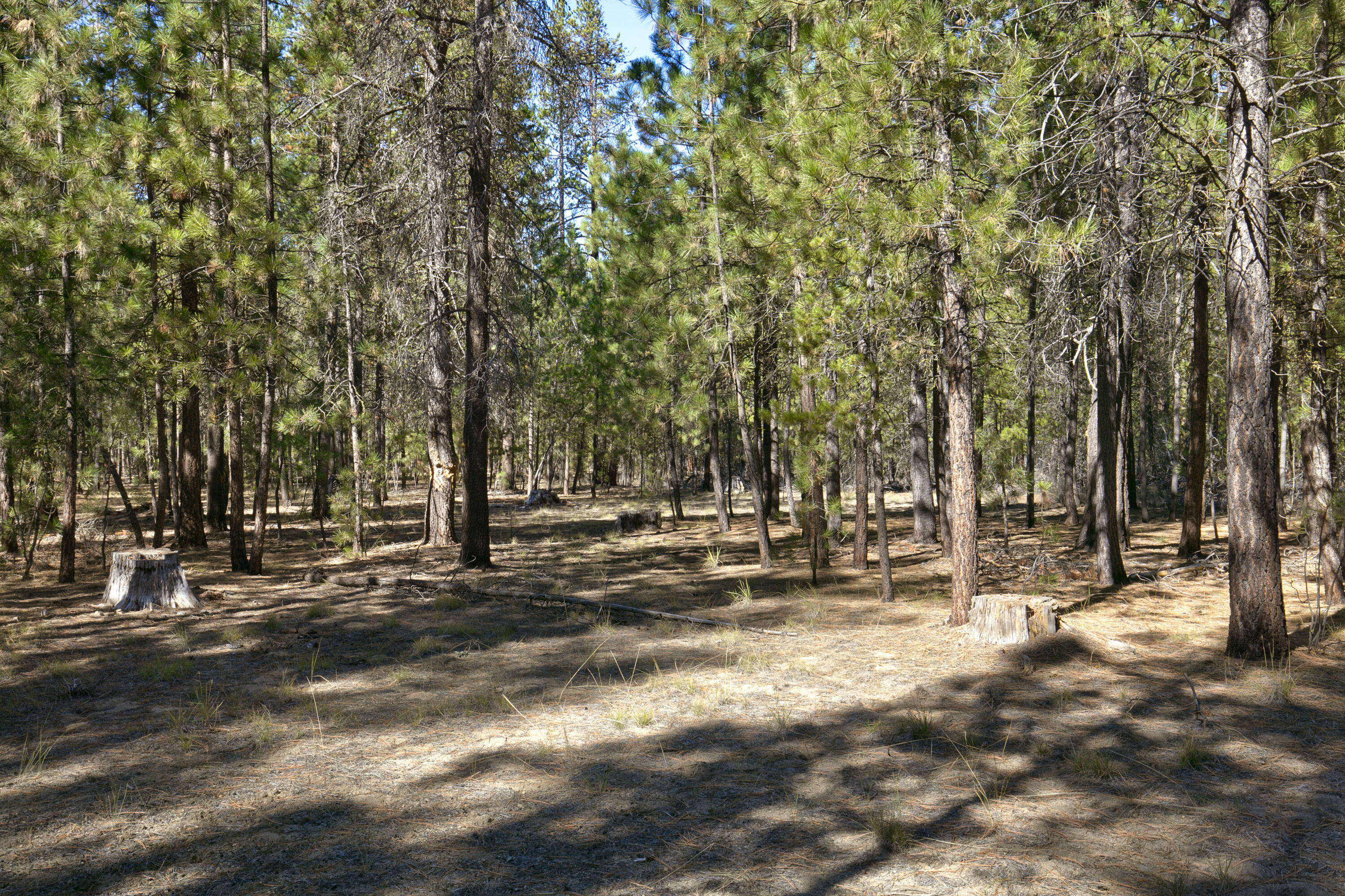 Ponderosa Pines - Land