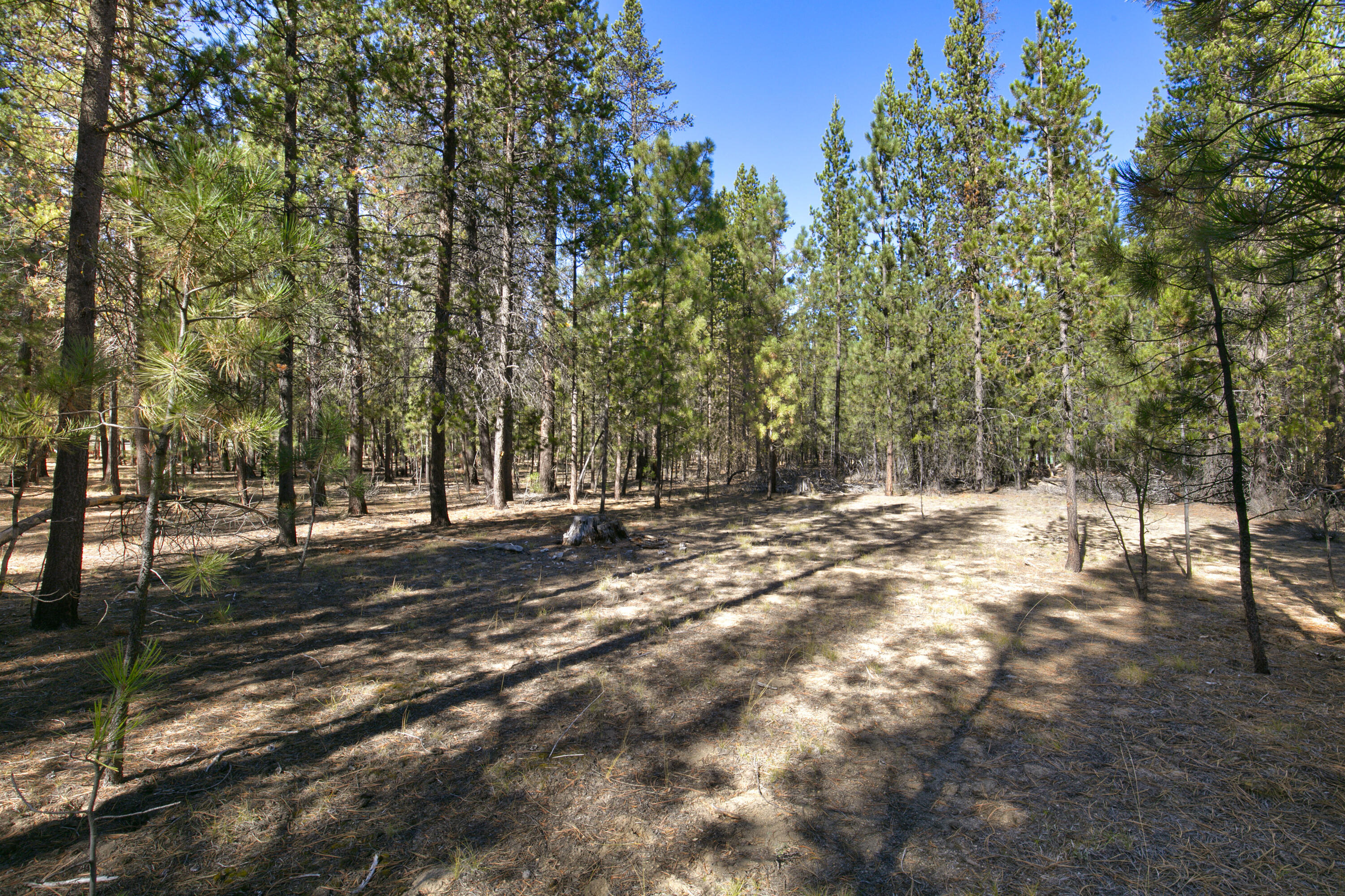 Ponderosa Pines - Land