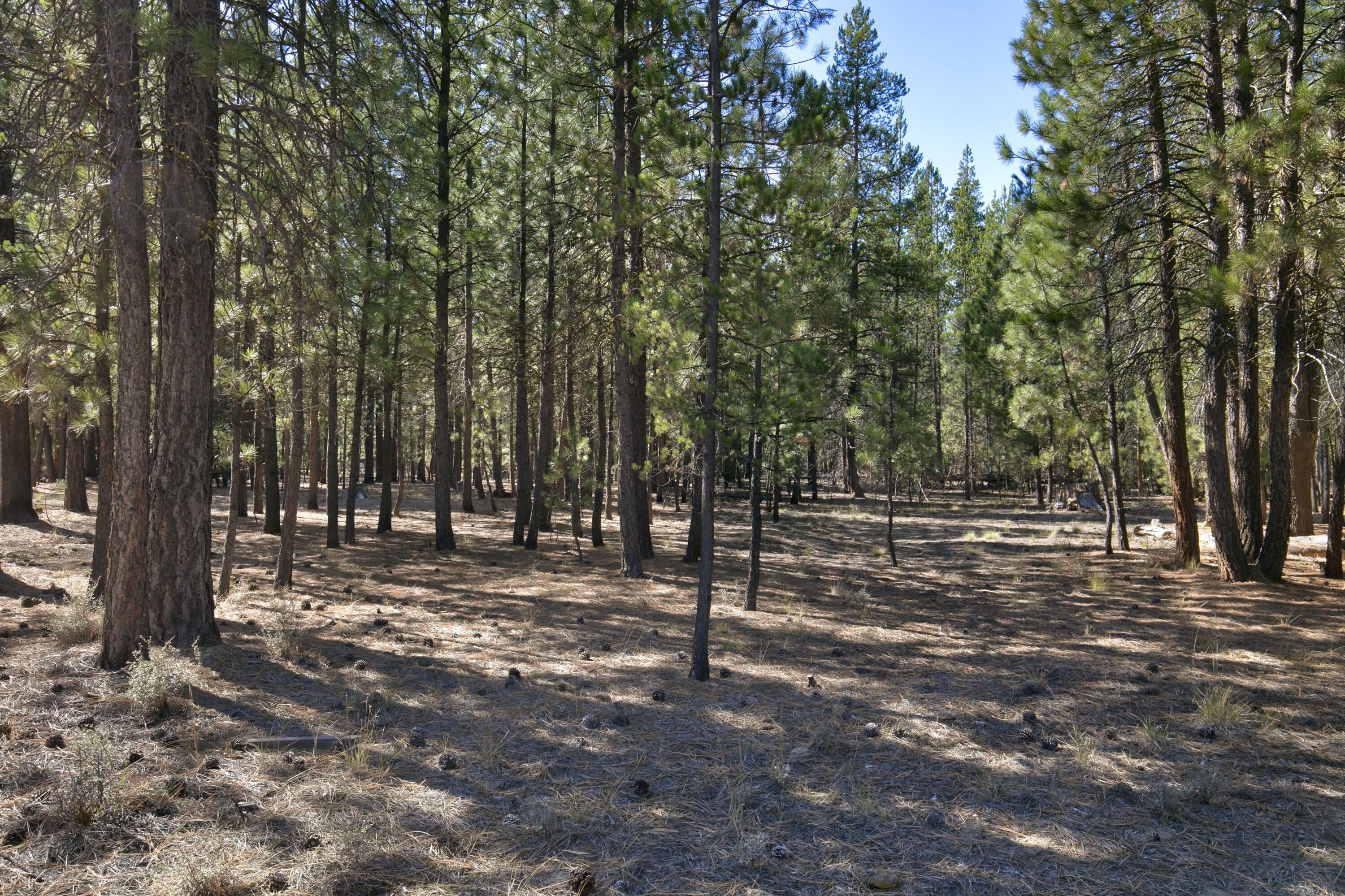 Ponderosa Pines - Land