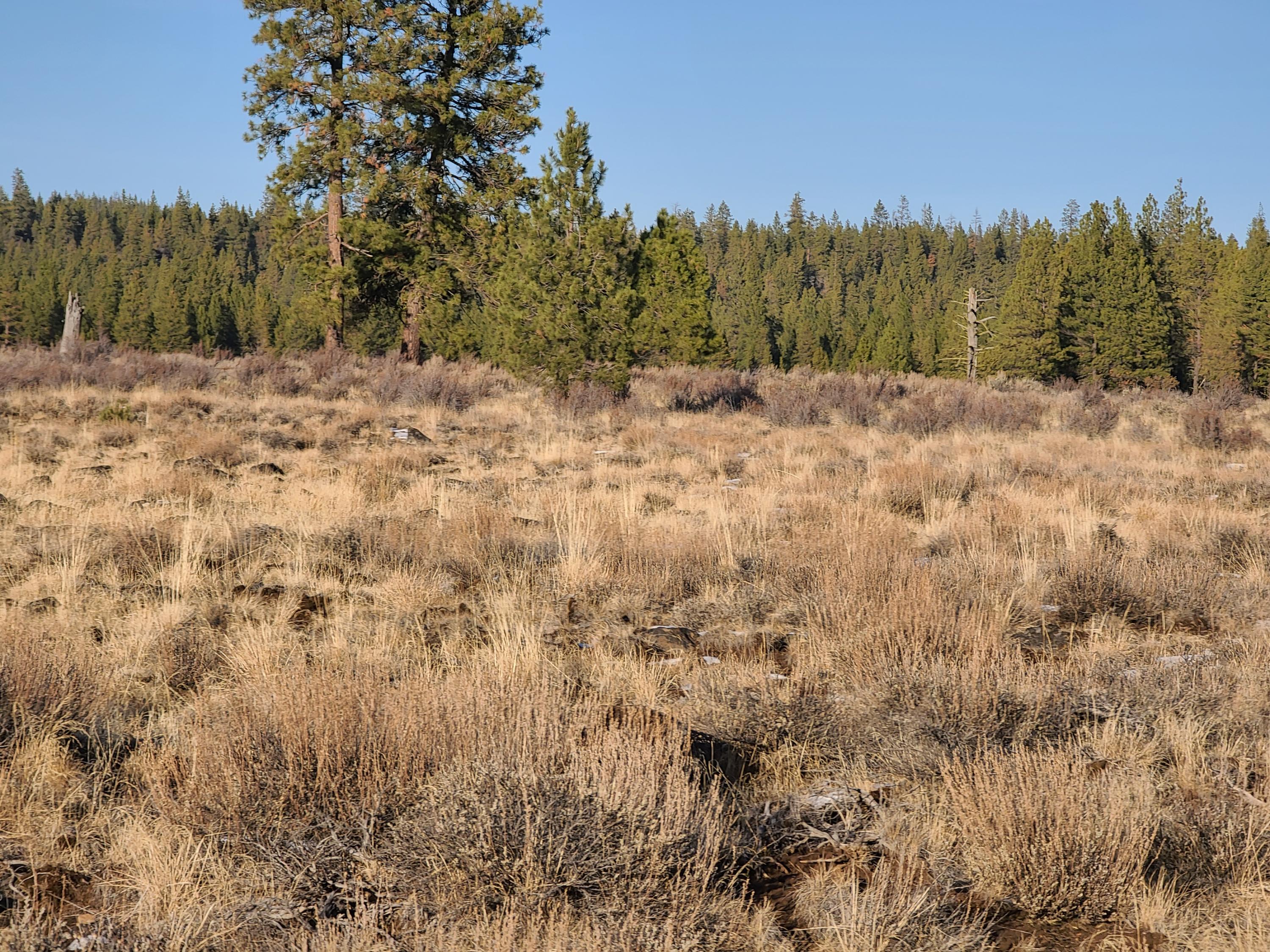 Klamath Falls Forest Estates -Sycan Unit - Land