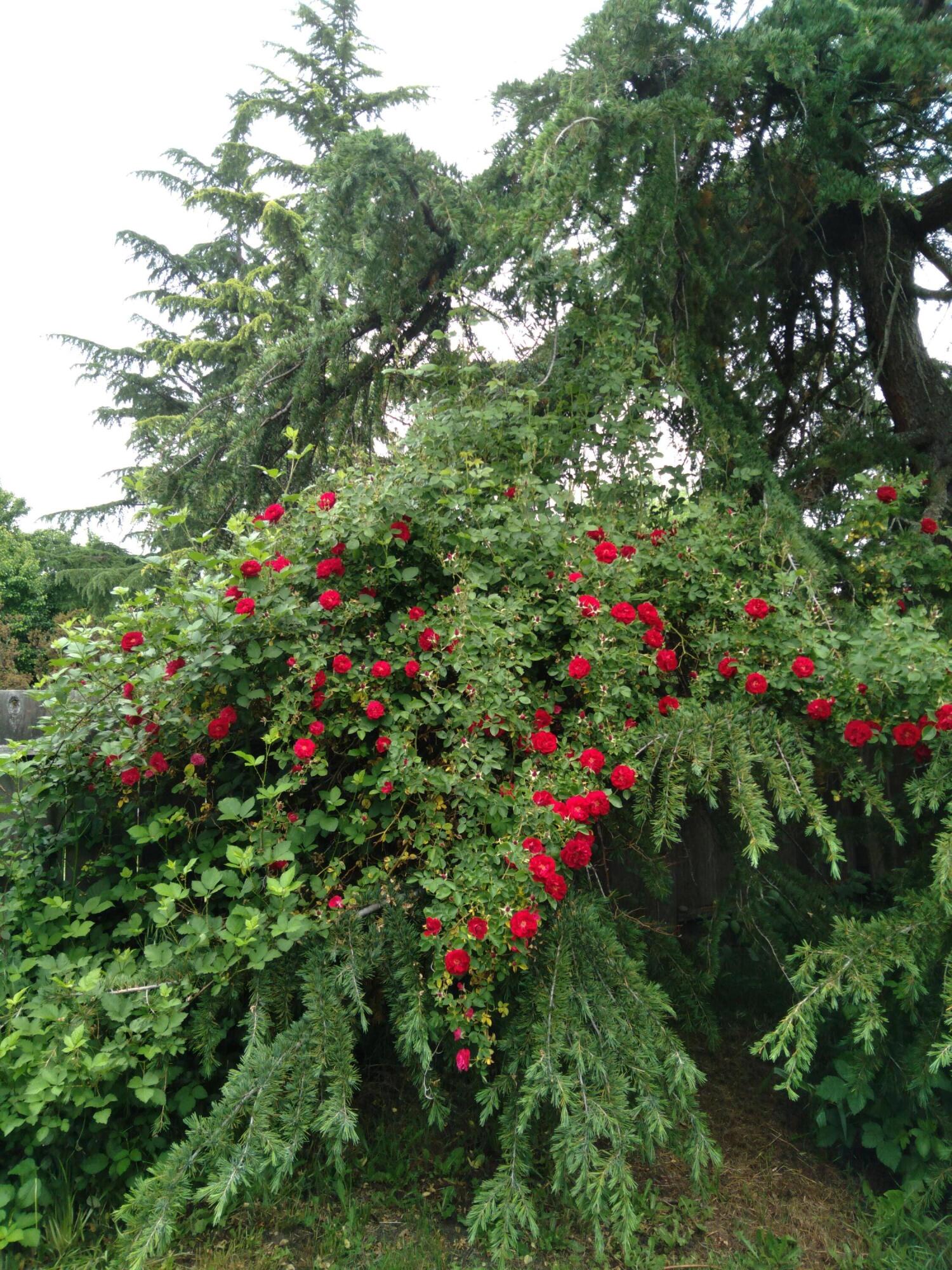 Quiet Village - Residential