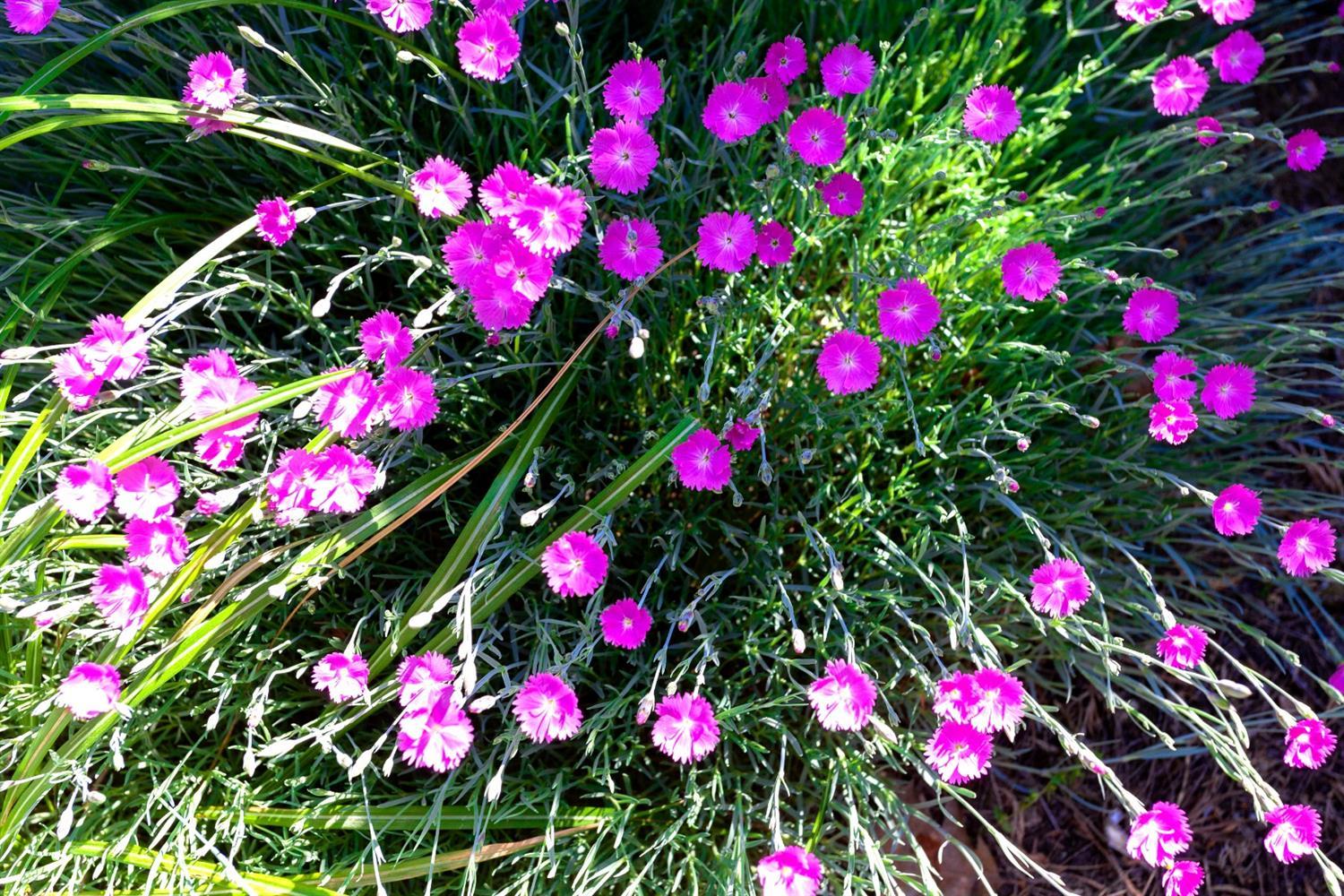 Summerfield - Residential