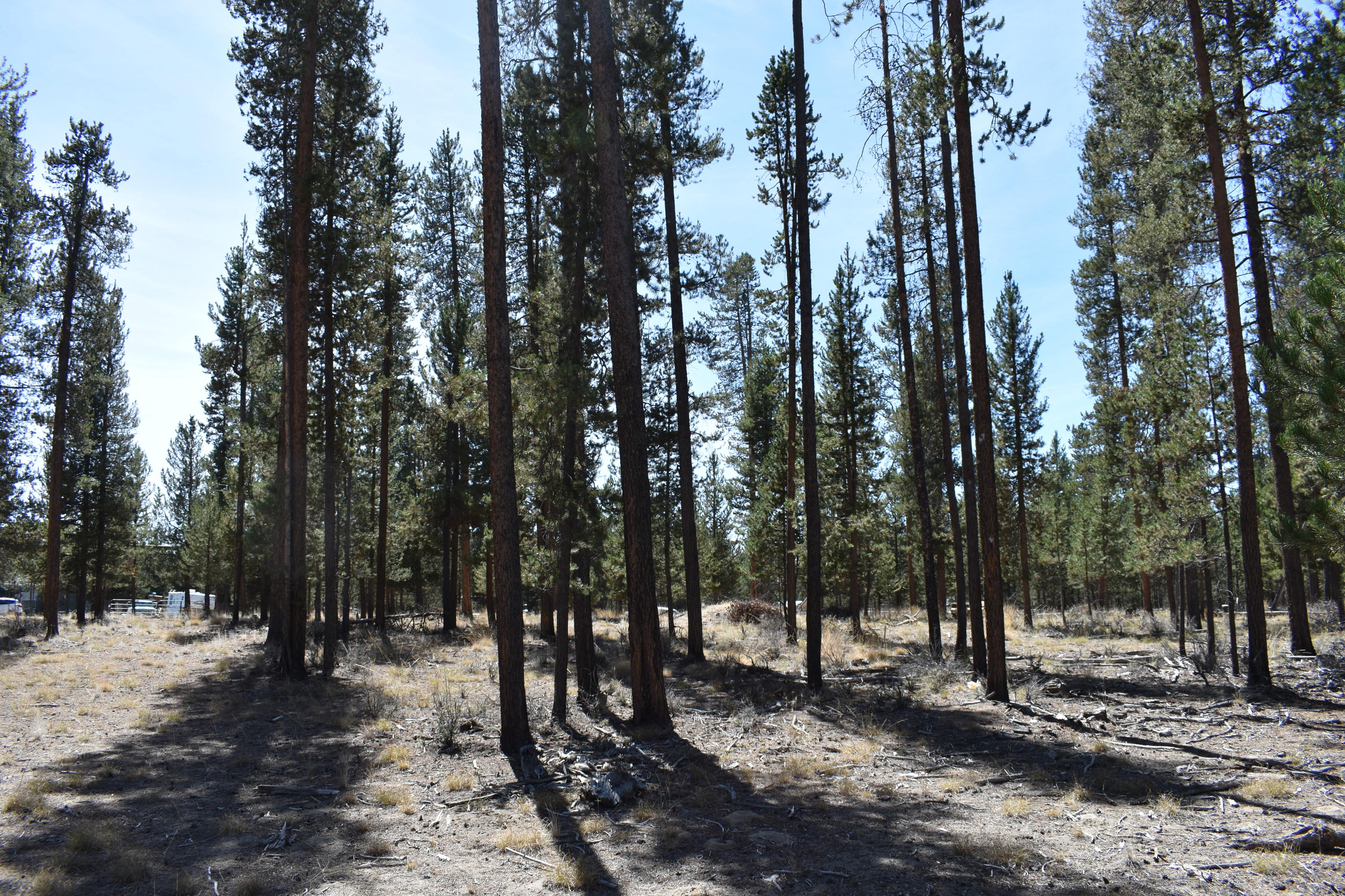 Sun Forest Estates - Land