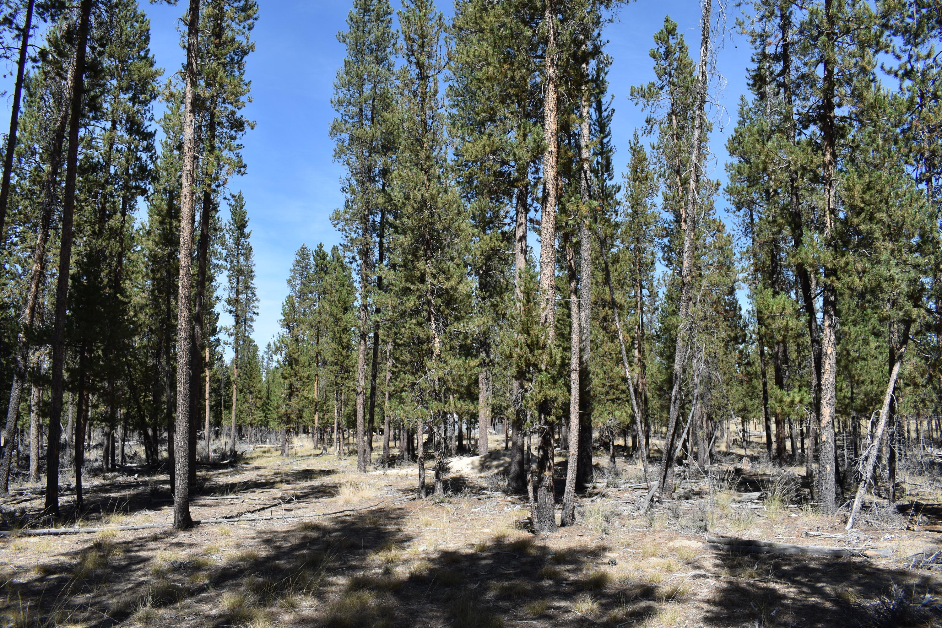 Sun Forest Estates - Land