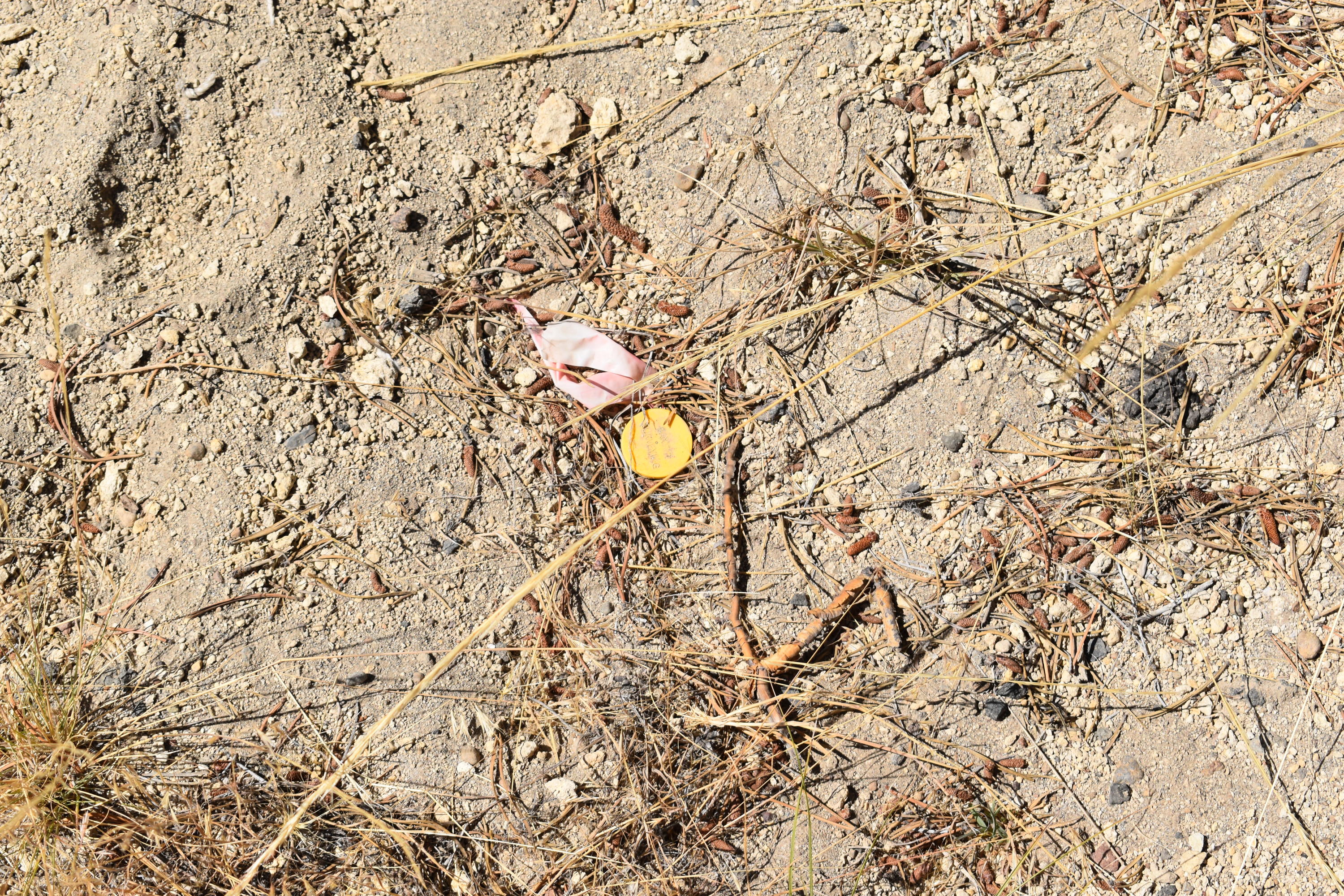 Sun Forest Estates - Land