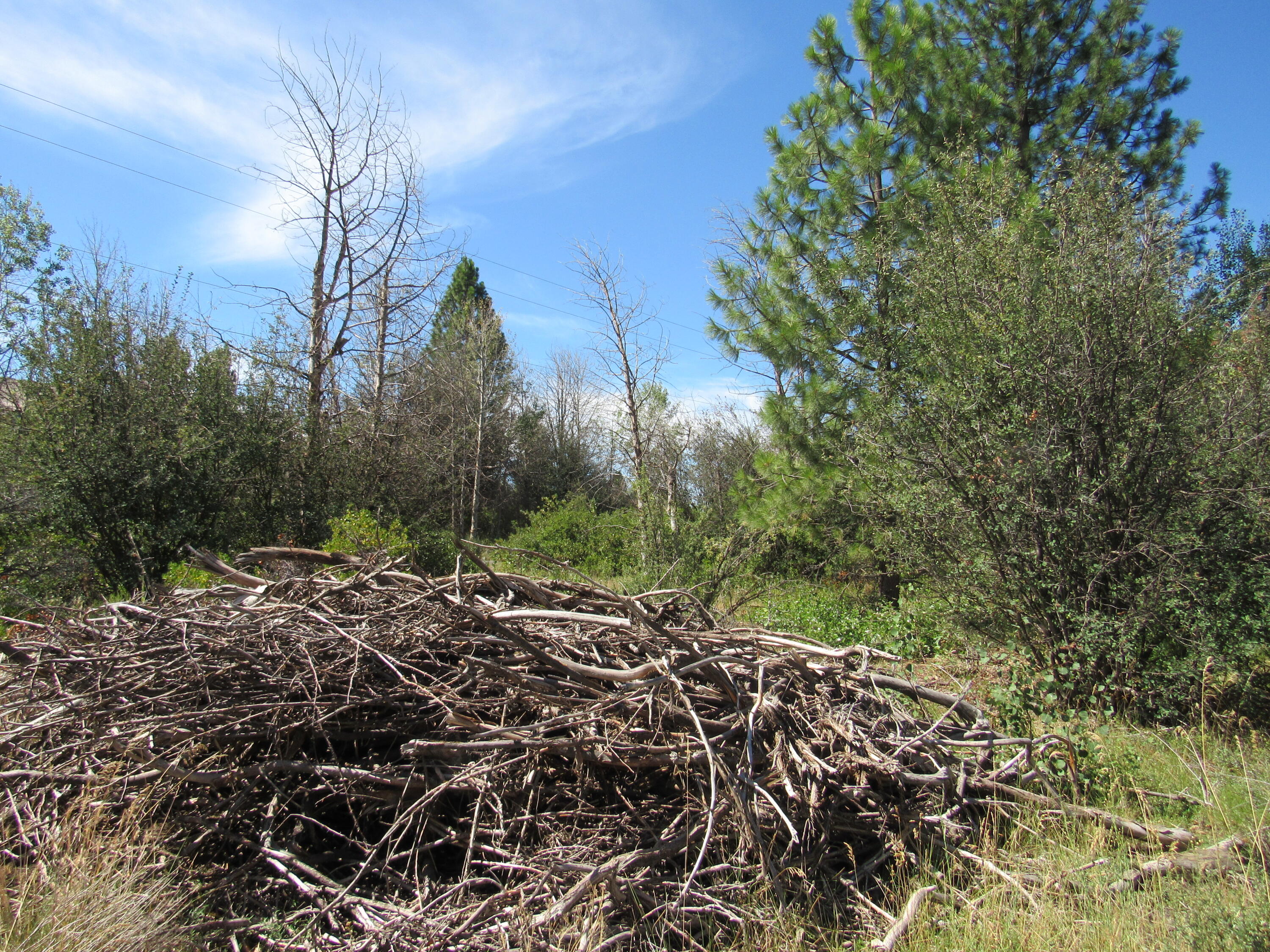 Oregon Shores - Land