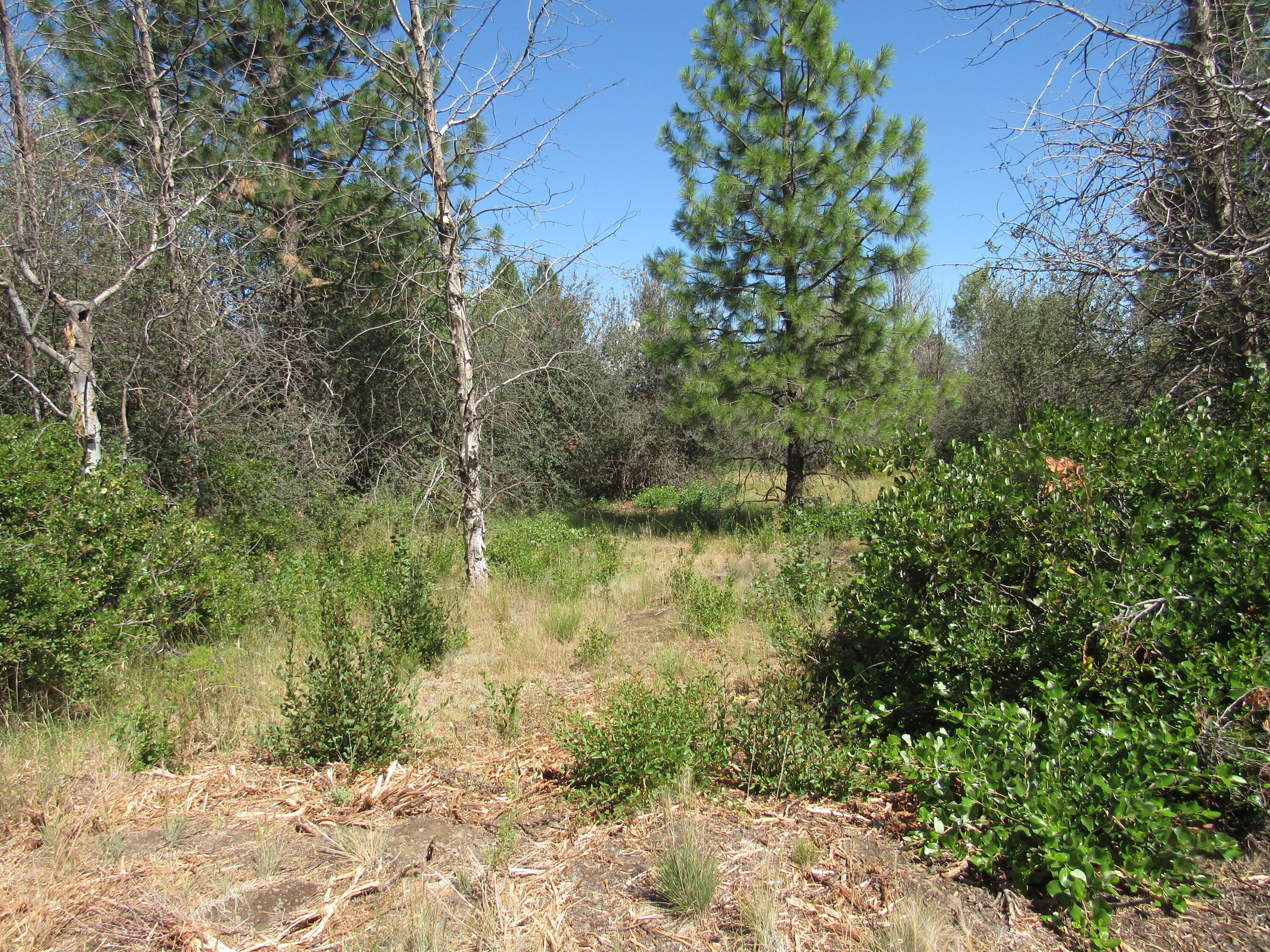 Oregon Shores - Land