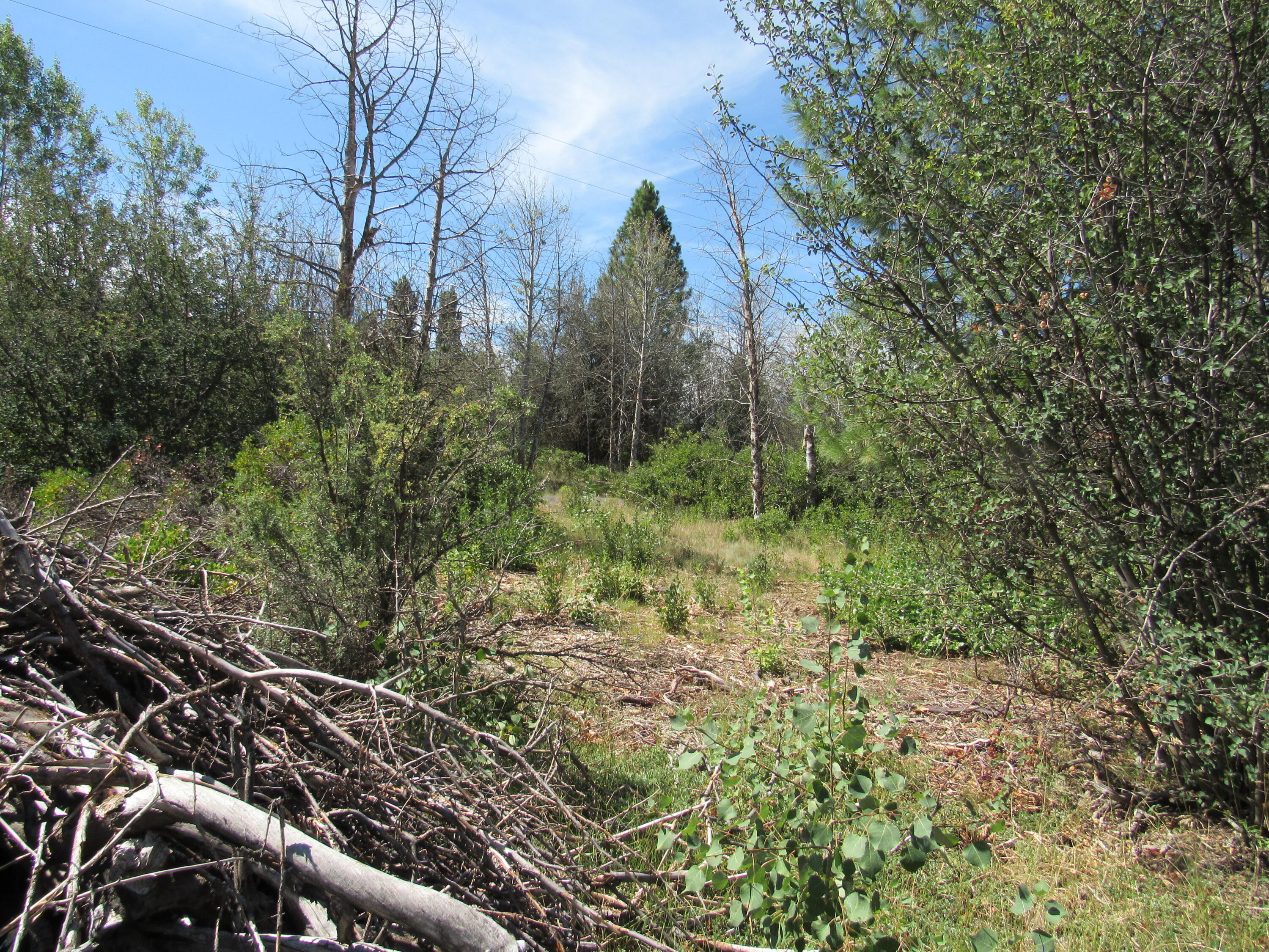 Oregon Shores - Land