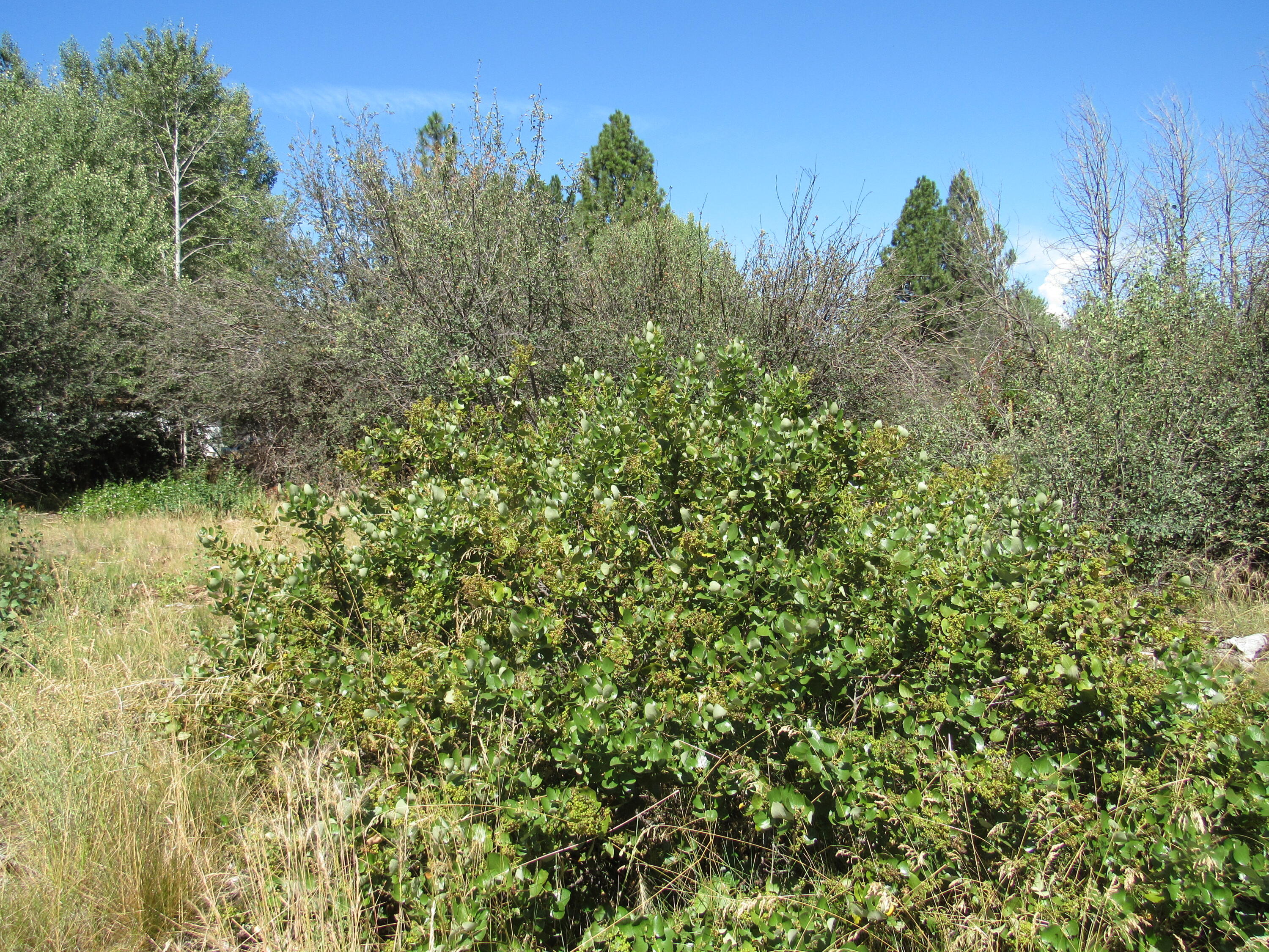 Oregon Shores - Land