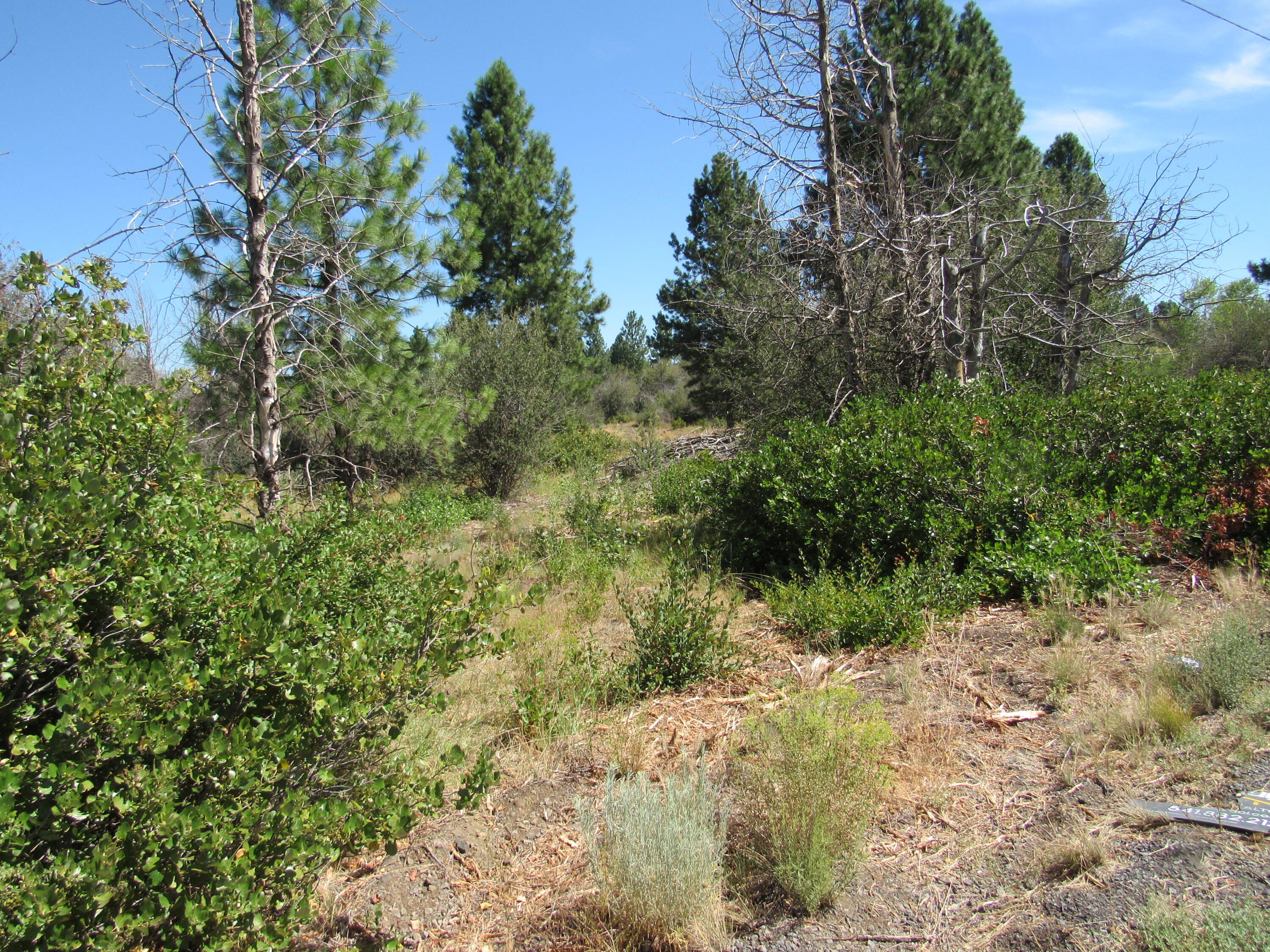 Oregon Shores - Land