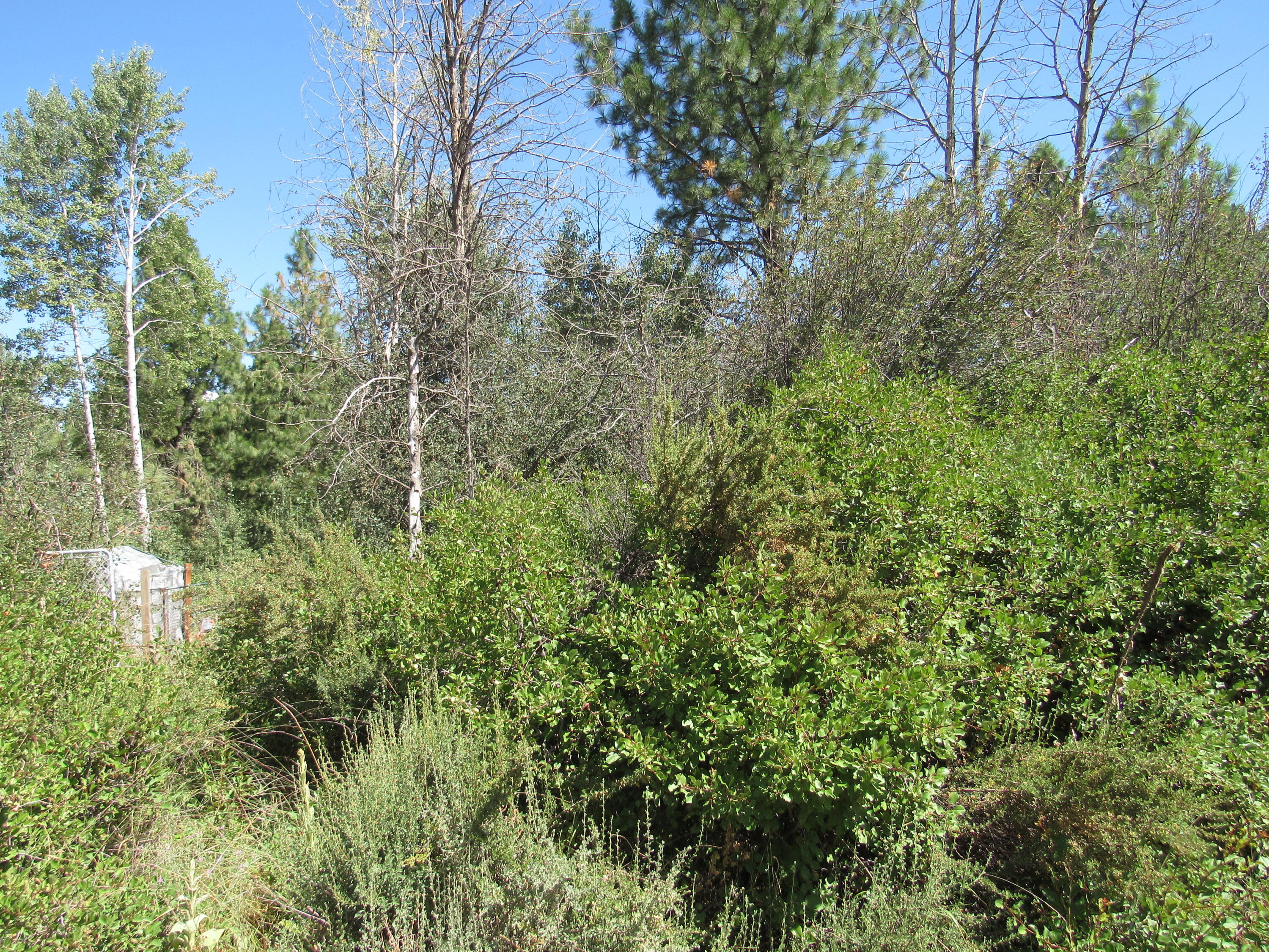 Oregon Shores - Land