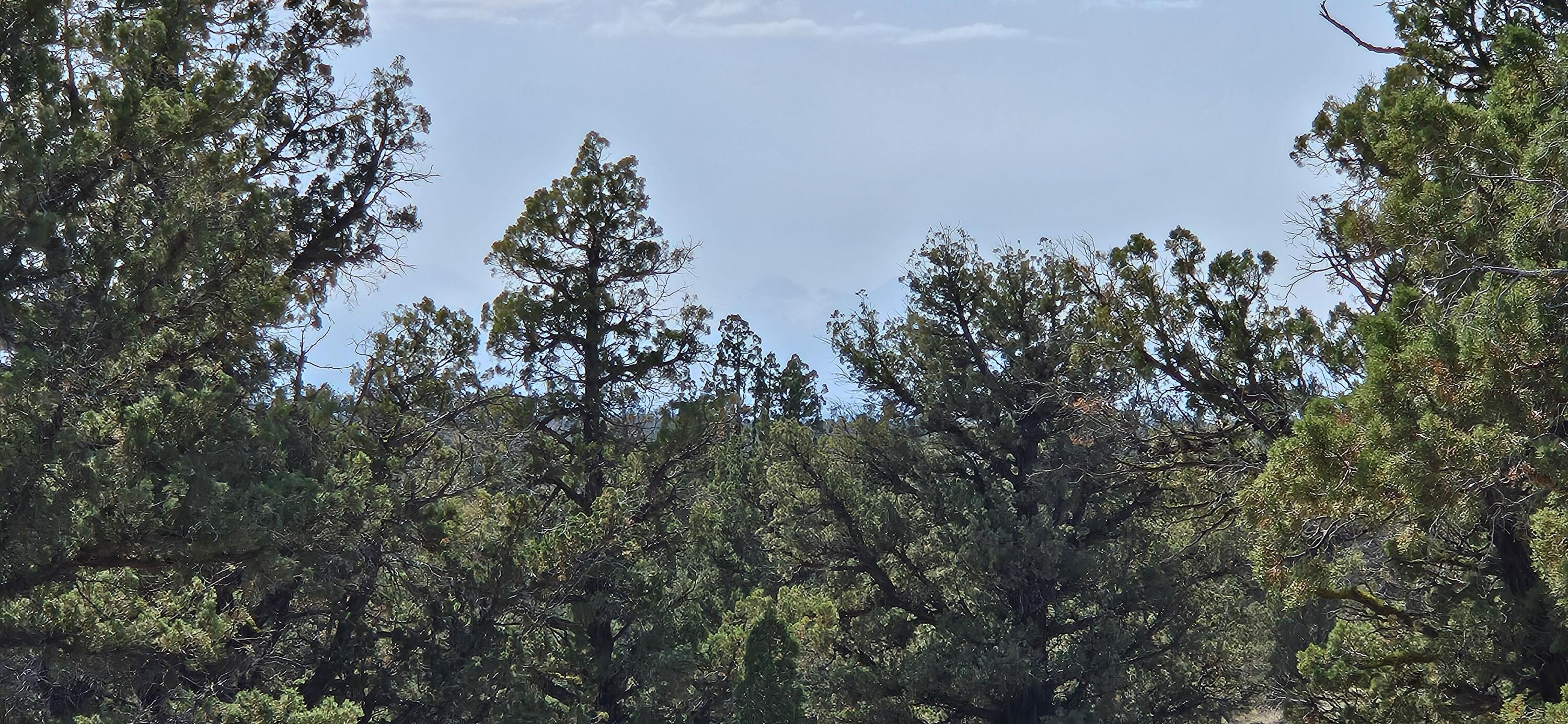 Juniper Acres - Land