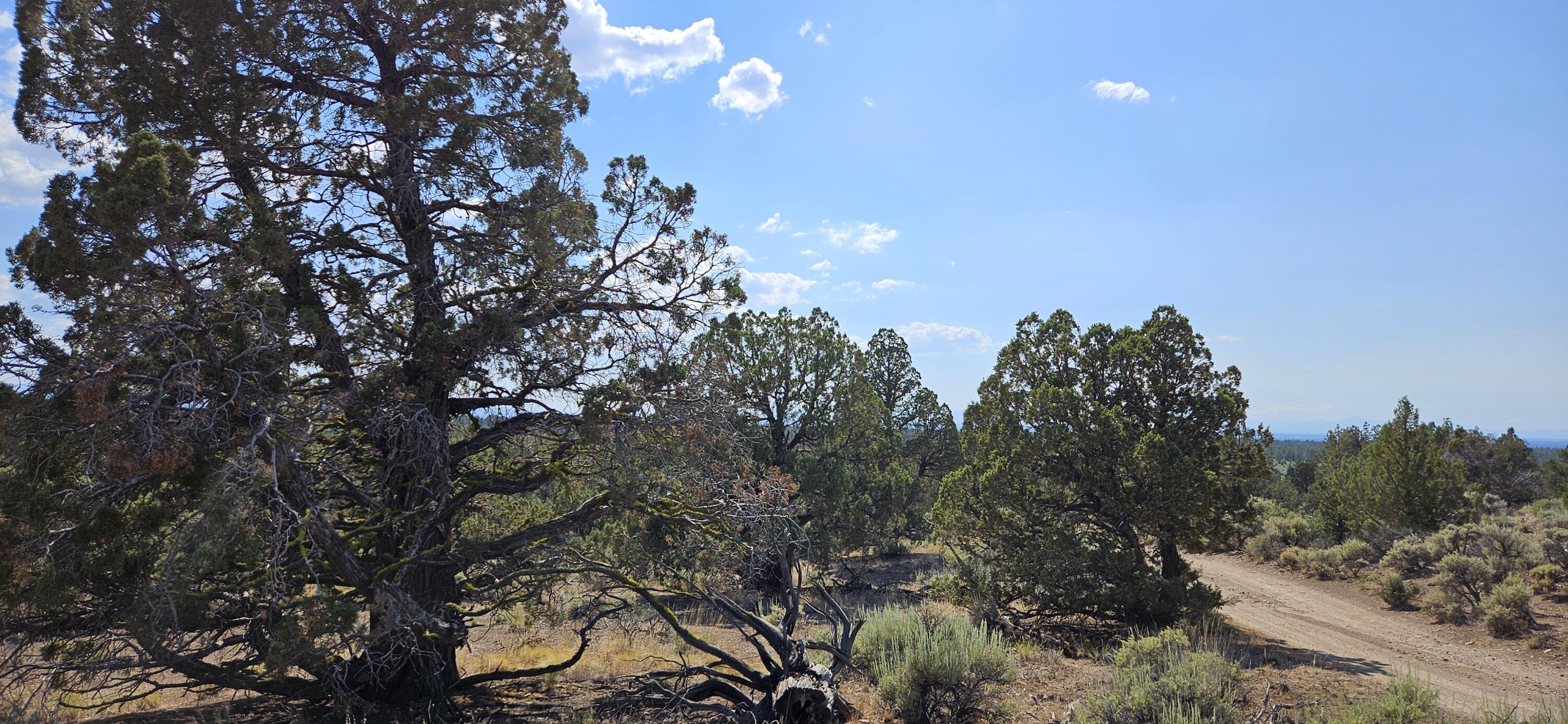 Juniper Acres - Land