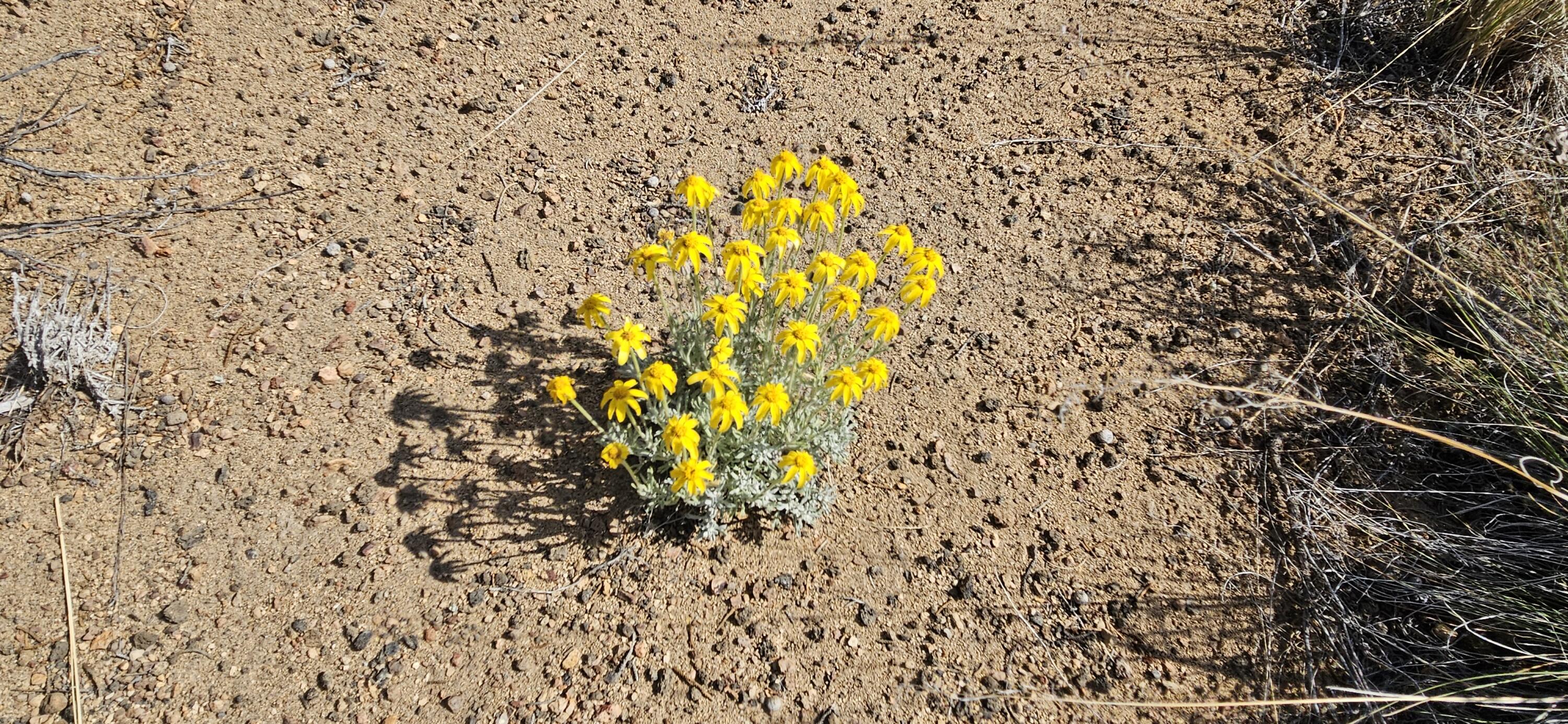 Juniper Acres - Land