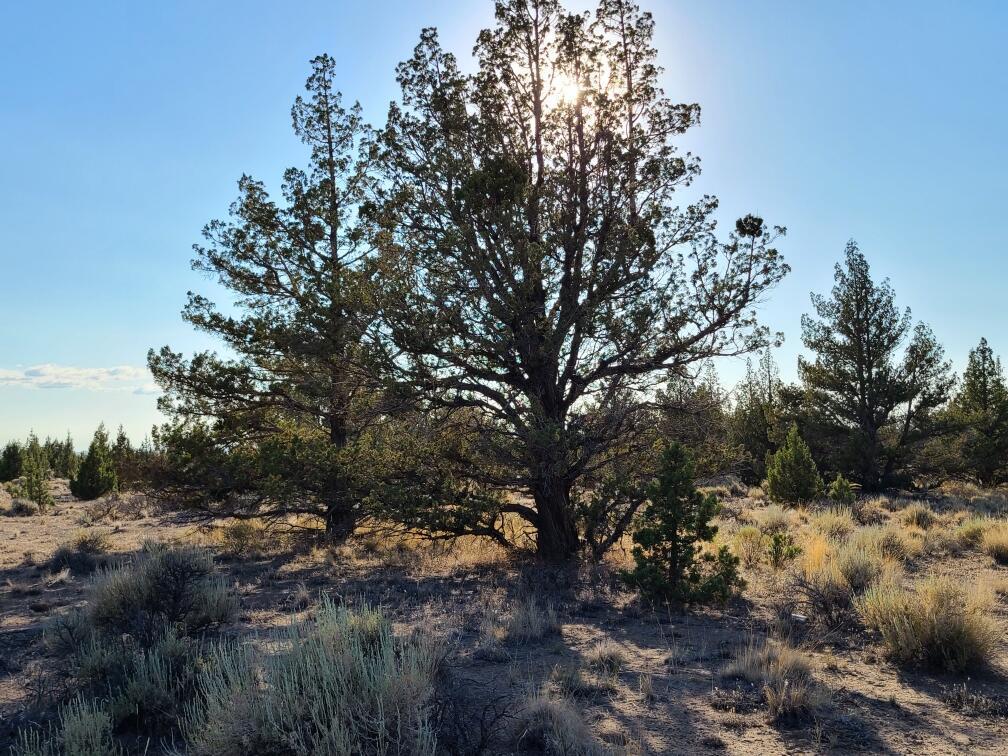 Juniper Acres - Land
