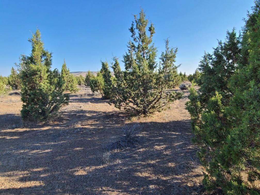 Juniper Acres - Land
