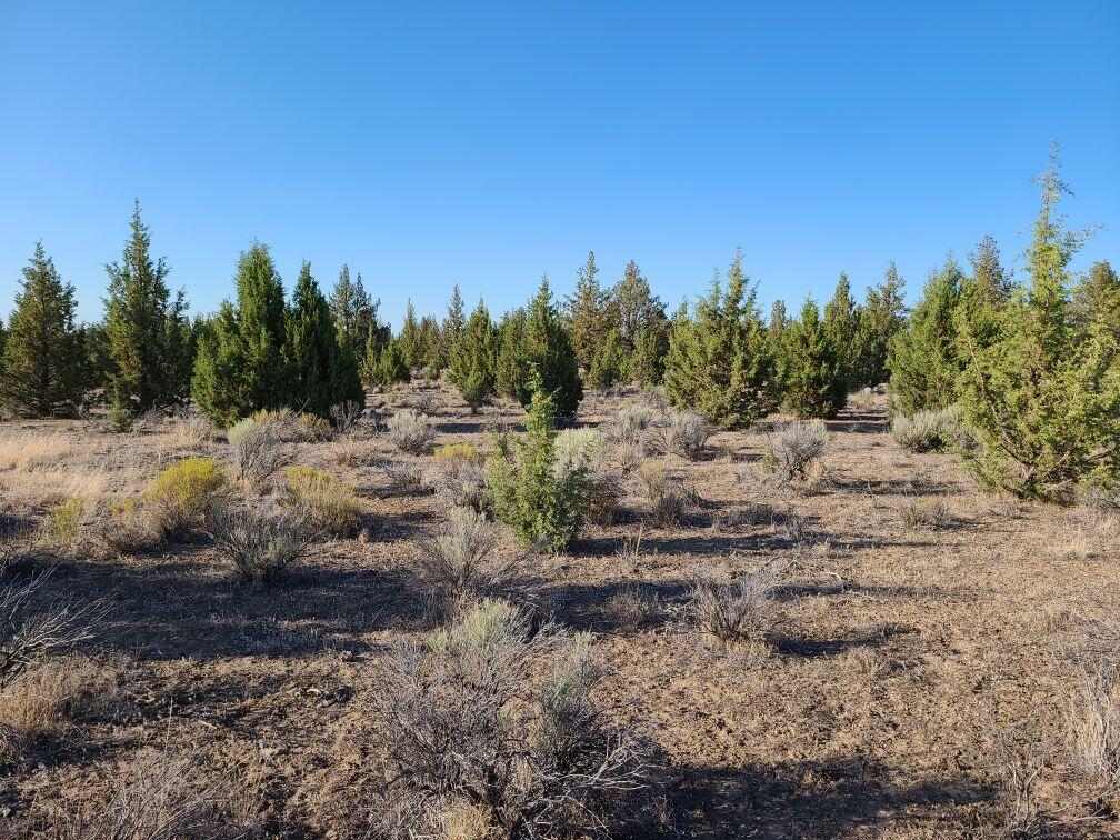 Juniper Acres - Land