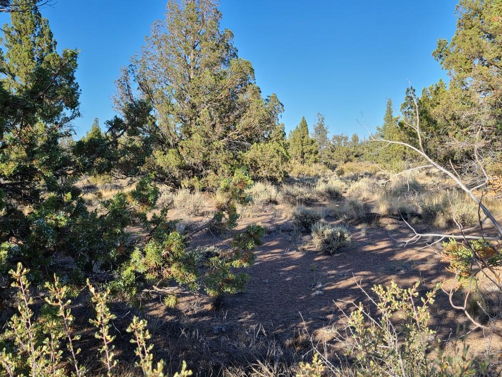 Juniper Acres - Land