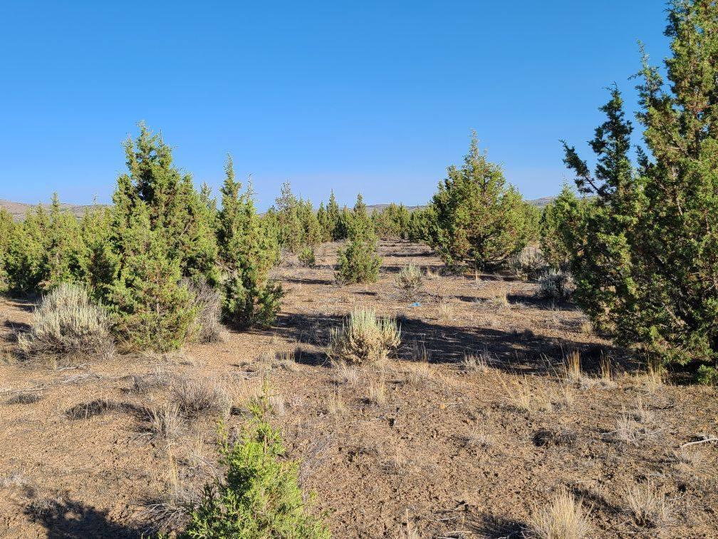 Juniper Acres - Land