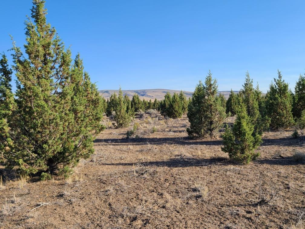 Juniper Acres - Land