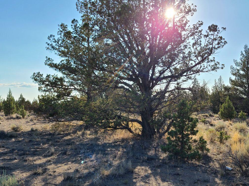 Juniper Acres - Land