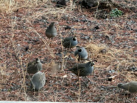 Tiny photo for 53530 Bridge Drive, La Pine, OR 97739 (MLS # 220202546)