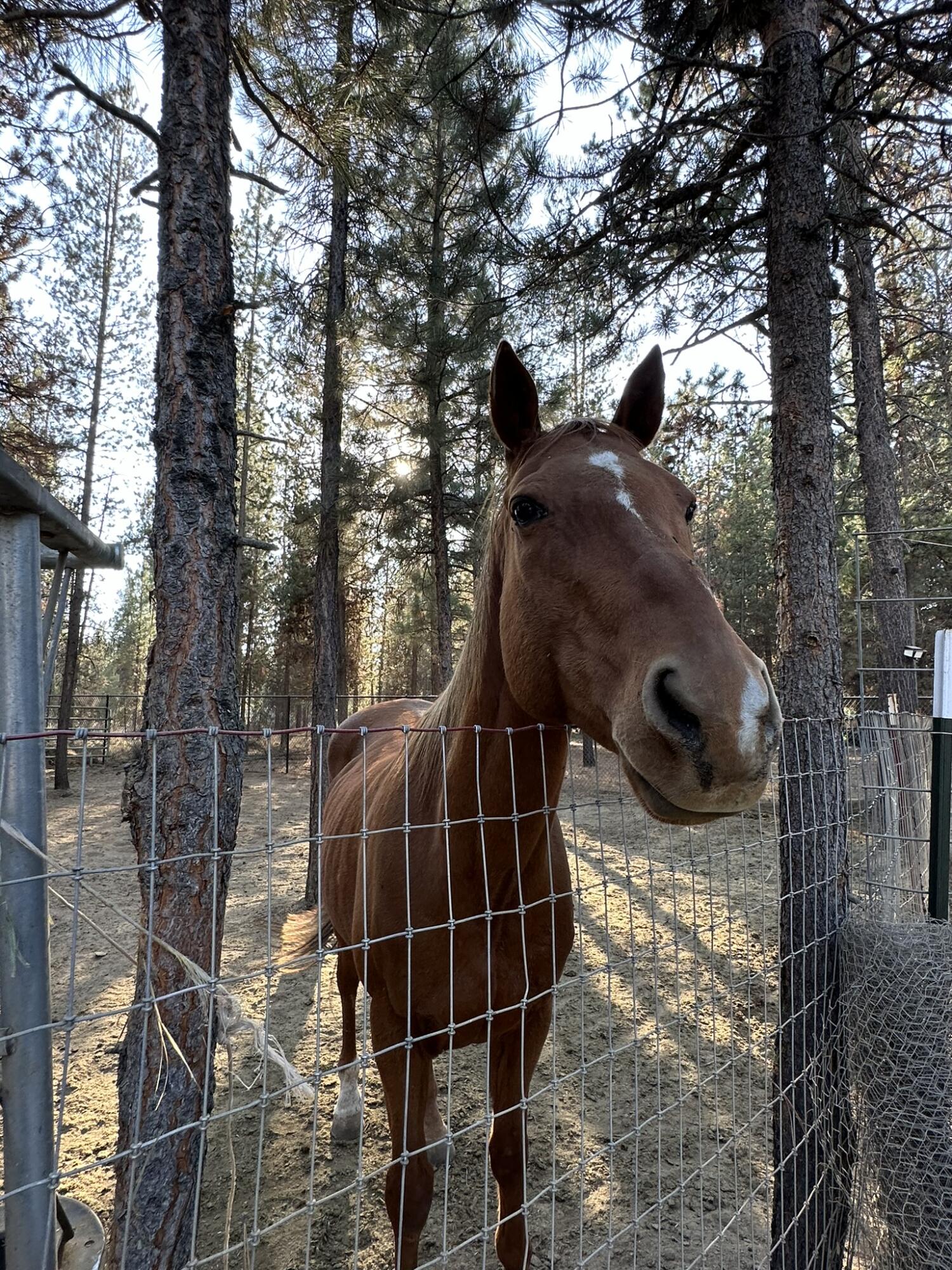 Newberry Estates - Residential