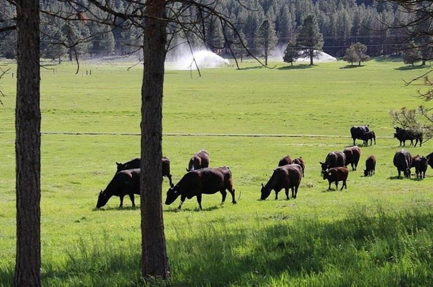 Old Fort Road Ranch 395+ Acres Of Irrigated Pasture And Timberland In Unique Valley About 10 Miles From Klamath Falls. Offers 3 Bdrm/2 Bth Mft Home, Livestock Barn, Shop/Garage, Outbuildings And Corrals. Recent Timber Cruise Of 382mbf Of Pine, Fir & Cedar. Owner Has Run Up To 150 Pair With 106 Acre Rights From Irrigation Well And Approx. 116 Acres Of Subirrigated Meadows. Includes Irrigation Equipment. Beautiful Rural Setting For Cattle, Horses, And Kids!Personal Property Included In As Is Condition: Pumps, Panels, Wheel Lines, Guns, Squeeze Chute, Feed Bunks, Portable Panels, Water Troughs, Appliances In Home Including Washer And Dryer. Property Is Not Fenced Around Timber Ground.