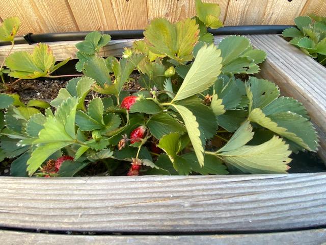 Jackson Creekside Phase 1 - Residential