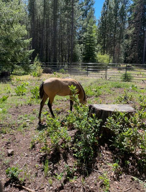 Tiny photo for 27233 Rocky Point Road, Klamath Falls, OR 97601 (MLS # 220212739)