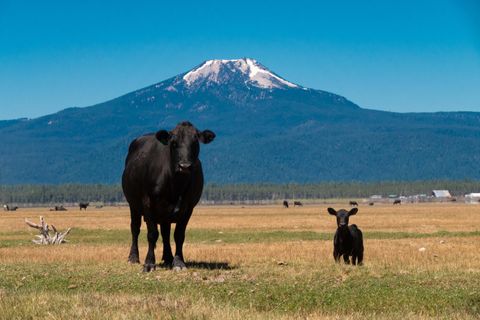 Tiny photo for 1950 Silver Lake Road, Chiloquin, OR 97624 (MLS # 220209125)