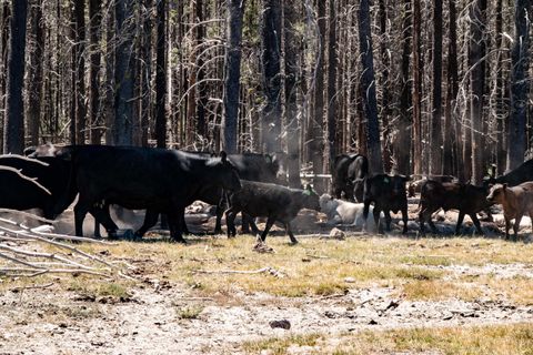 Tiny photo for 1950 Silver Lake Road, Chiloquin, OR 97624 (MLS # 220209125)