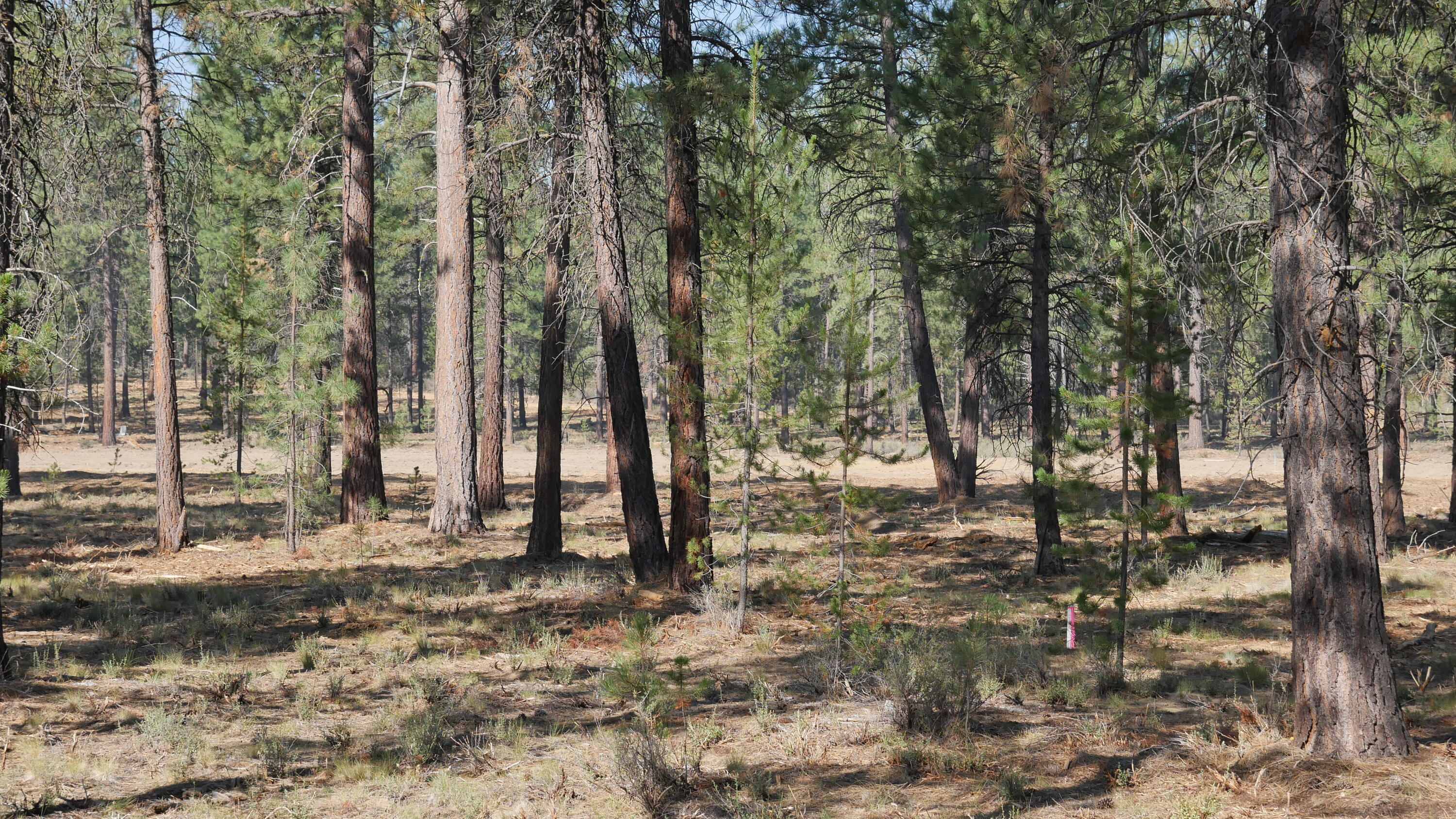 Caldera Springs - Land