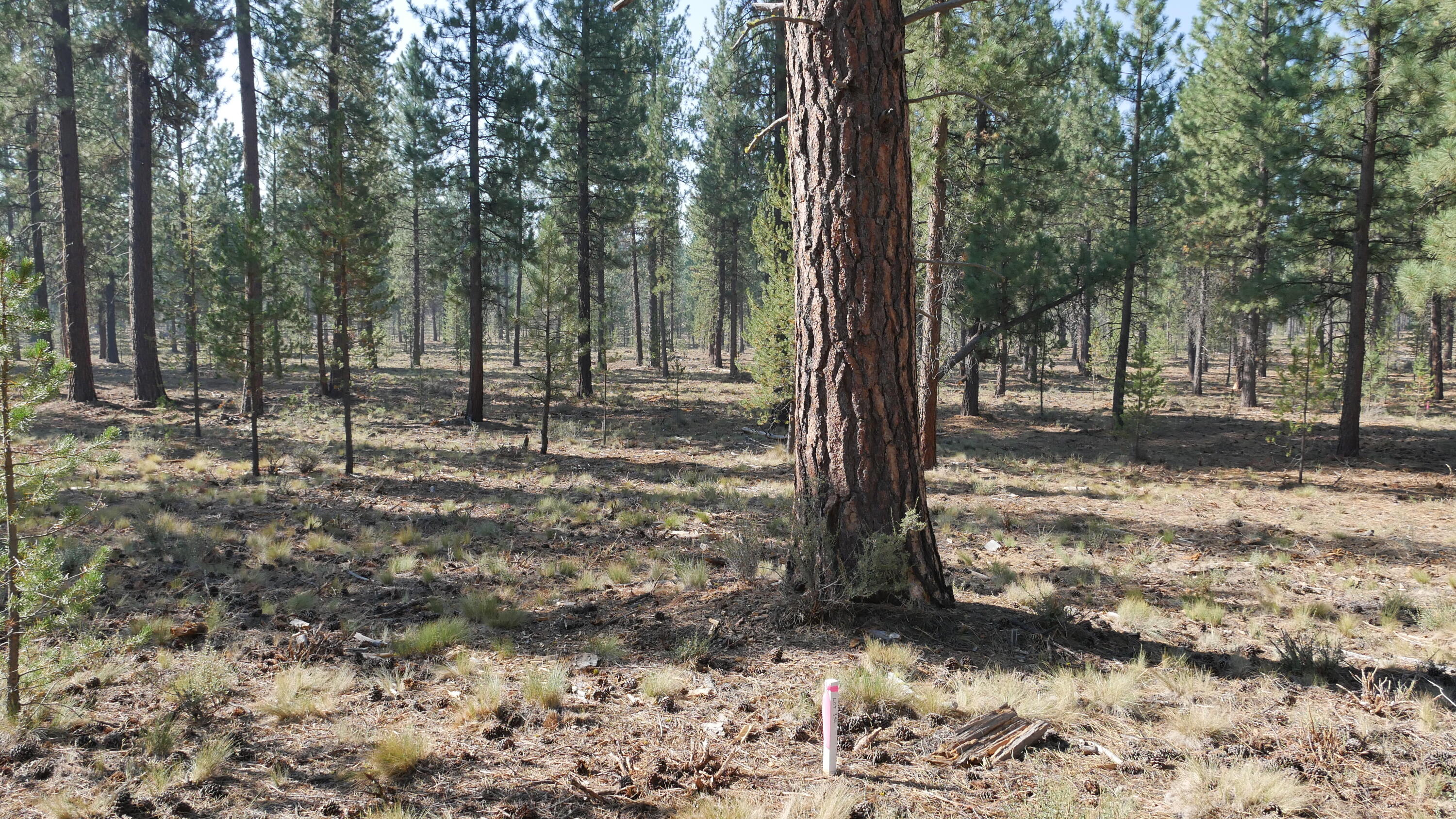 Caldera Springs - Land