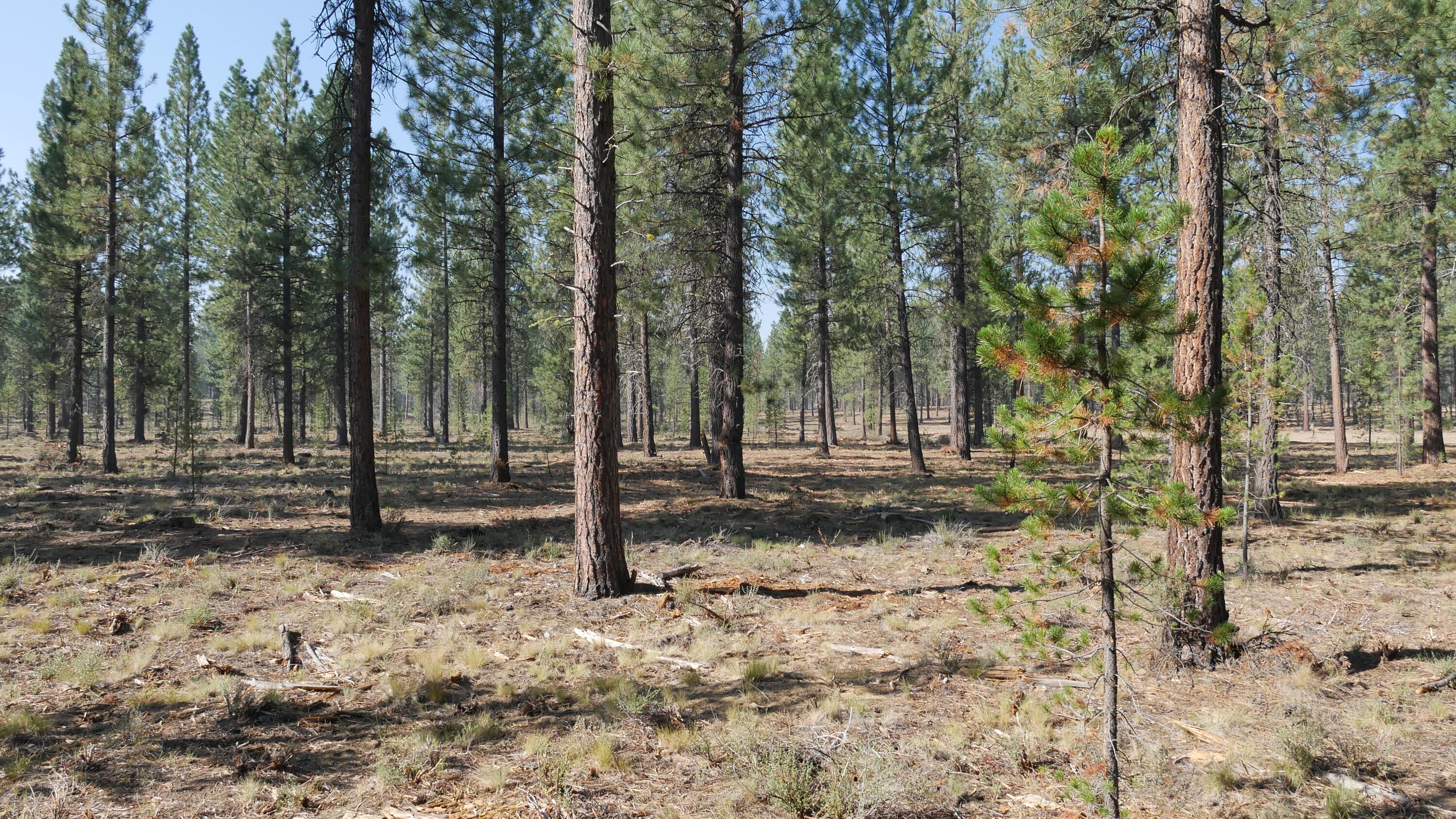 Caldera Springs - Land