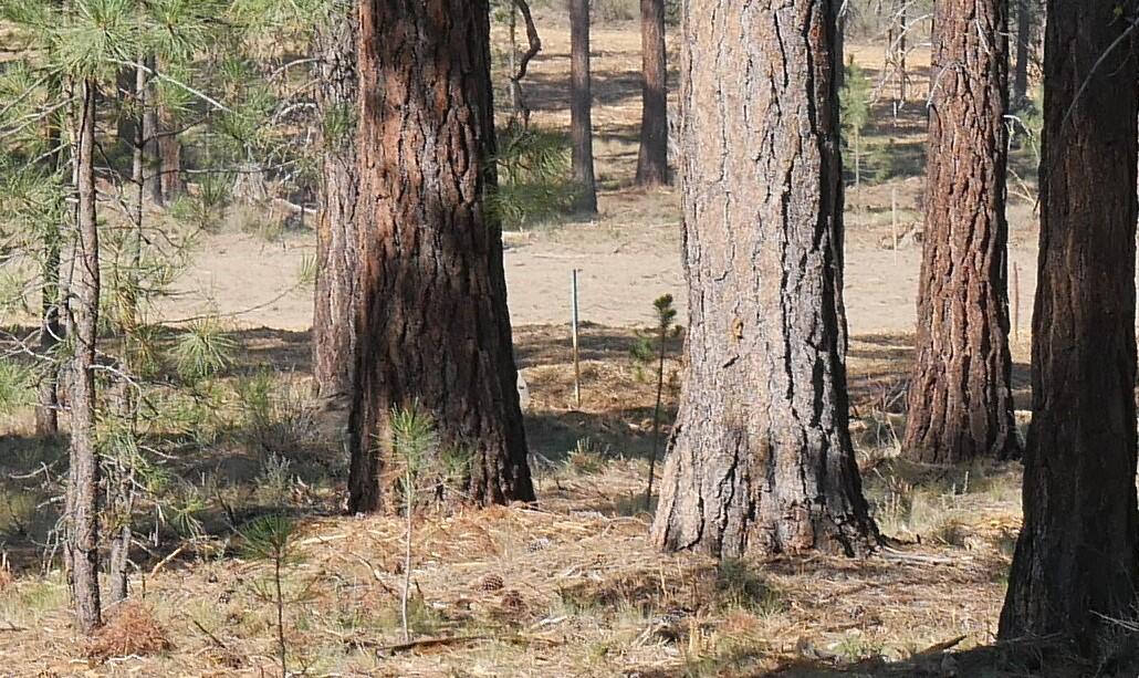 Caldera Springs - Land