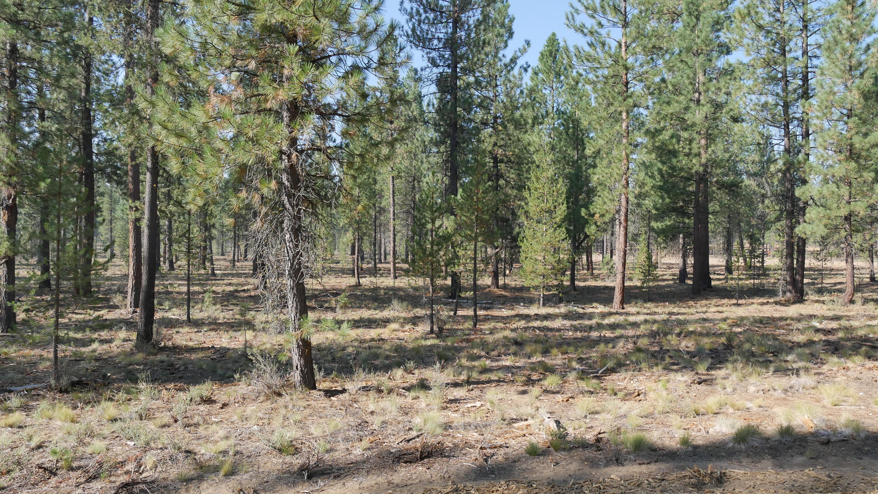 Caldera Springs - Land