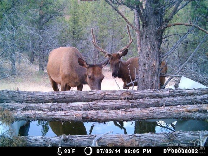 320 ACRES With abundant wildlife and awesome views! Behind locked gate, partially fenced, deer and elk habitat, water guzzler with a 1000 gallon trough for wildlife. Located up Belshaw Creek, East of Dayville and West of Mt Vernon. $158,000 #731 Owner Will Carry A Contract!!!