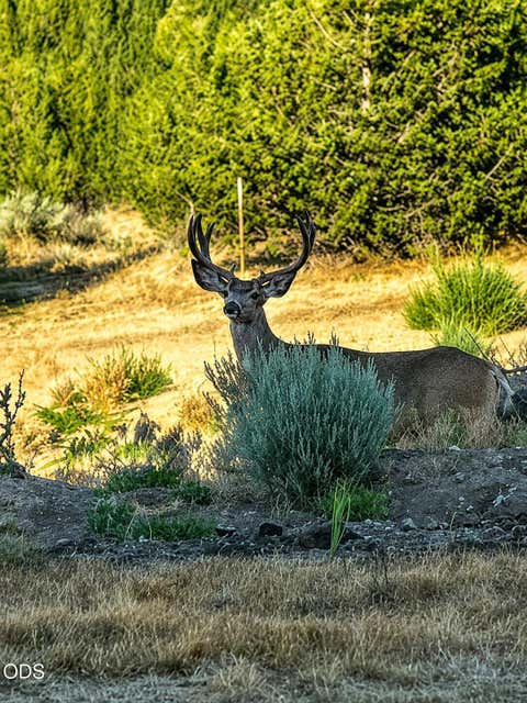 Tiny photo for 1901 NE Camas Lane, Madras, OR 97741 (MLS # 220226643)