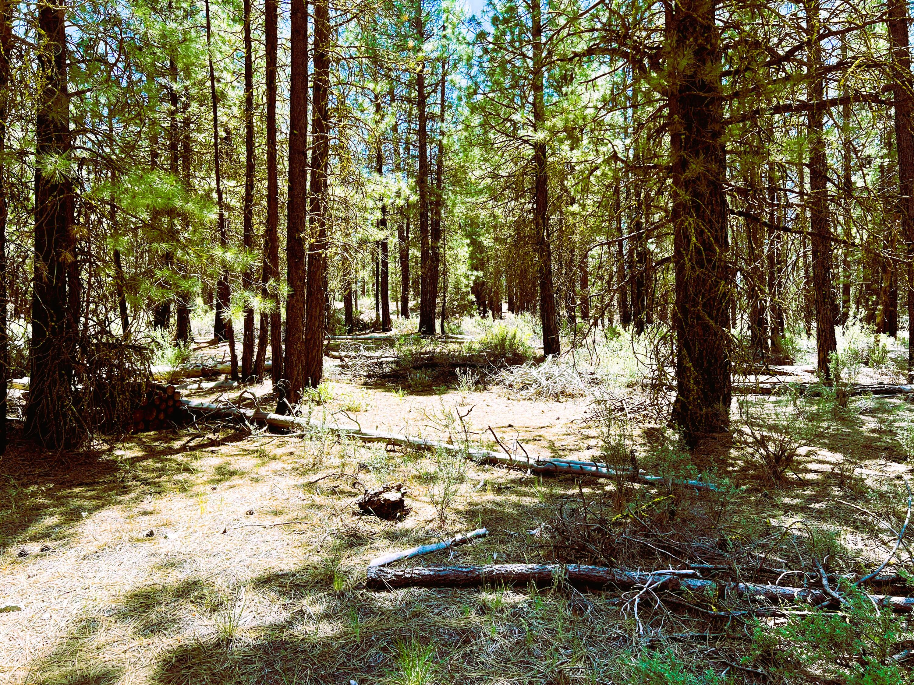 Sprague River Pines - Land