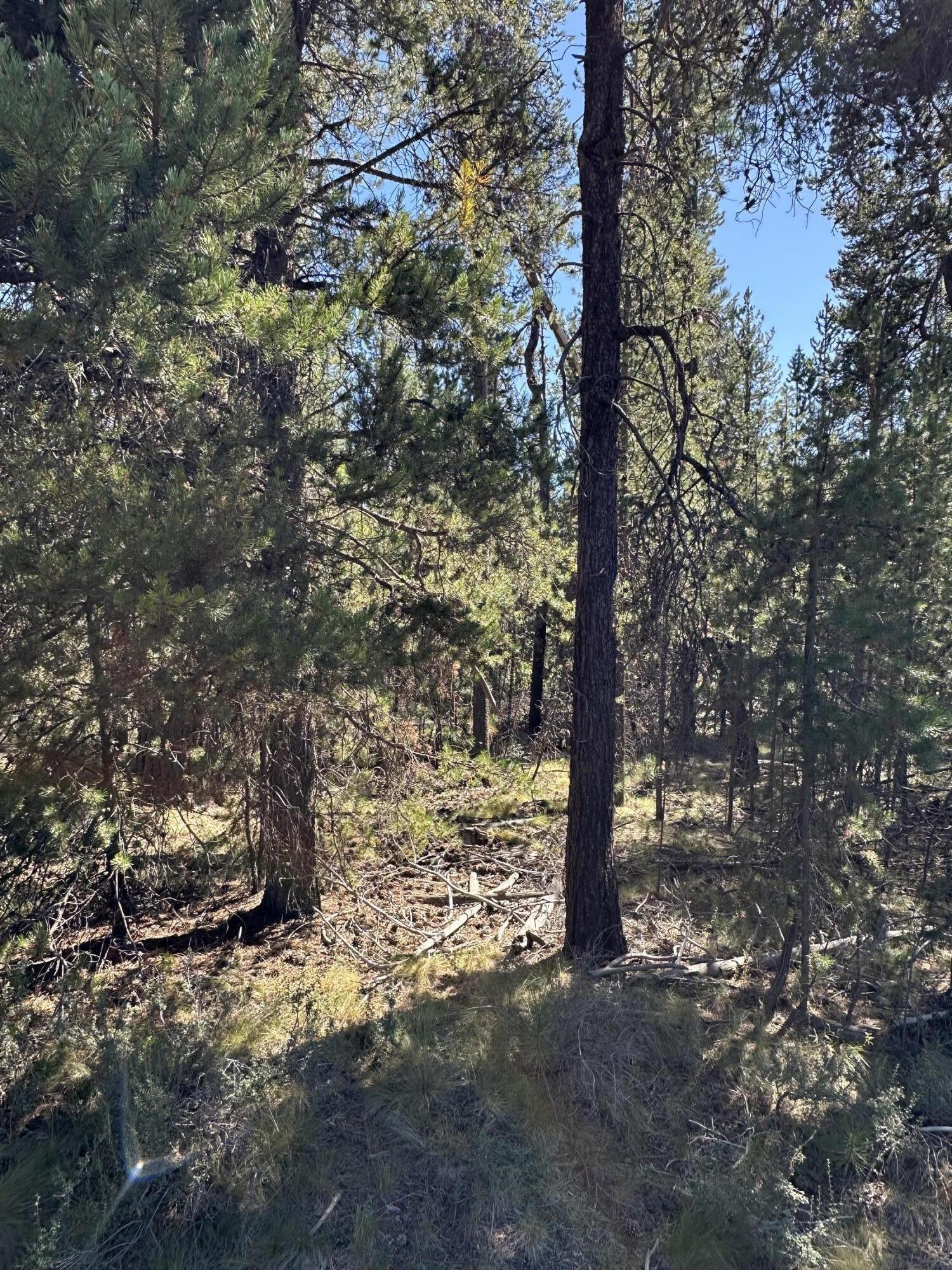 Singing Pines - Land