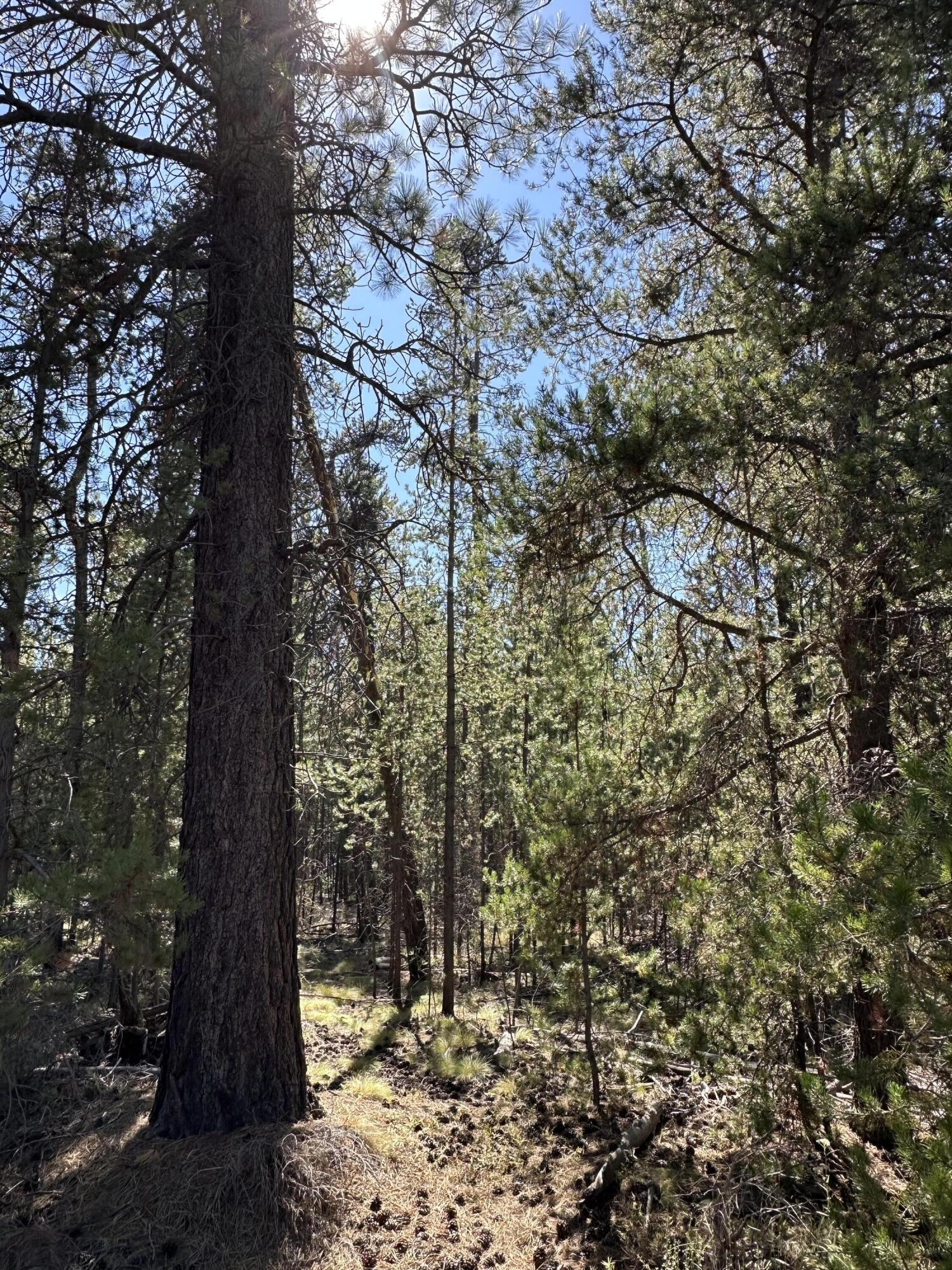 Singing Pines - Land