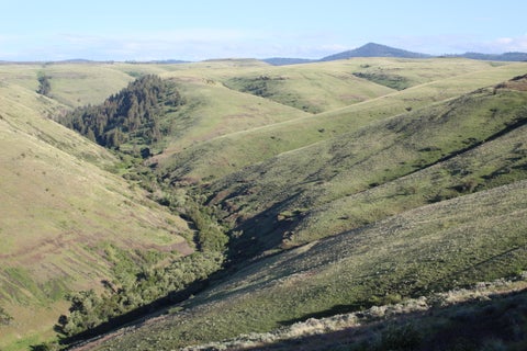 Tiny photo for 53232 Upper Rhea Creek Road, Heppner, OR 97836 (MLS # 220221822)
