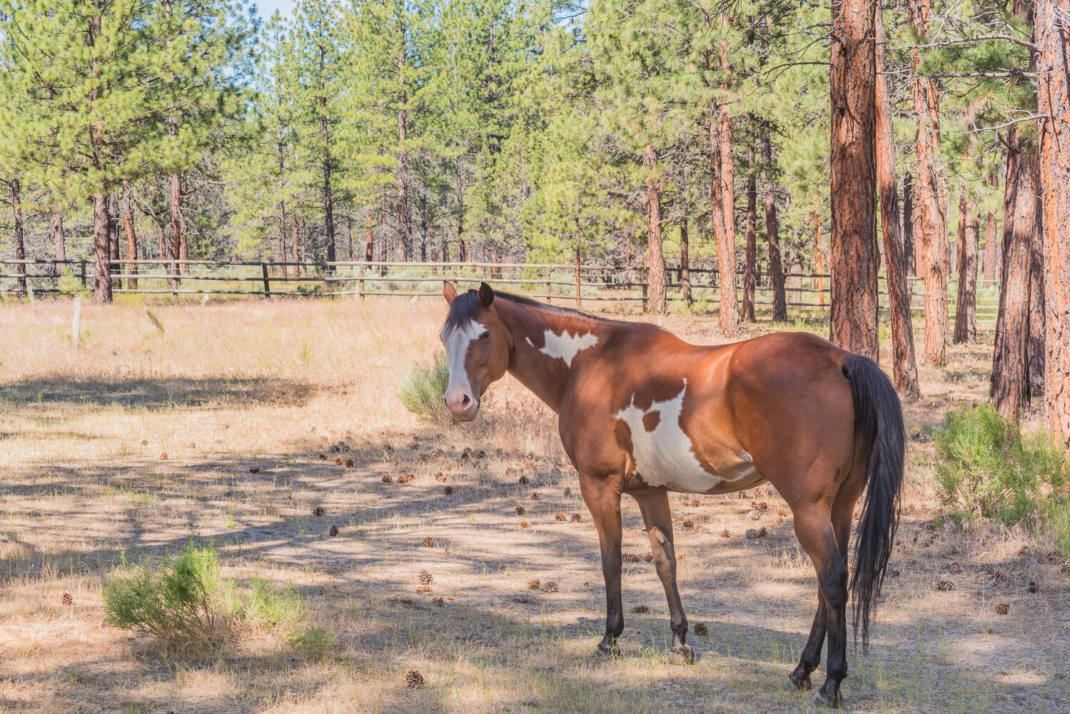 Indian Ford Meadows - Residential
