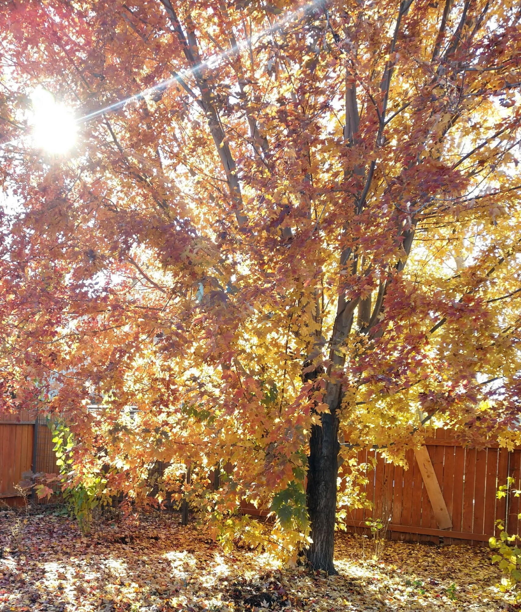 Gatewood - Residential