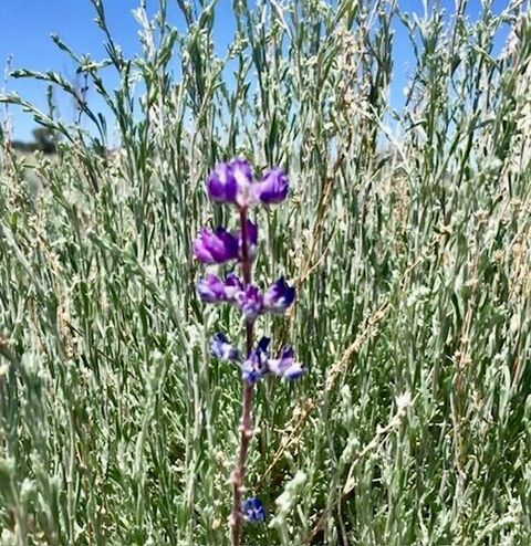 Tiny photo for Oregon Pine, Sprague River, OR 97639 (MLS # 220211253)