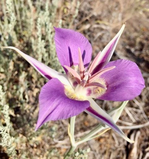 Tiny photo for Oregon Pine, Sprague River, OR 97639 (MLS # 220211253)