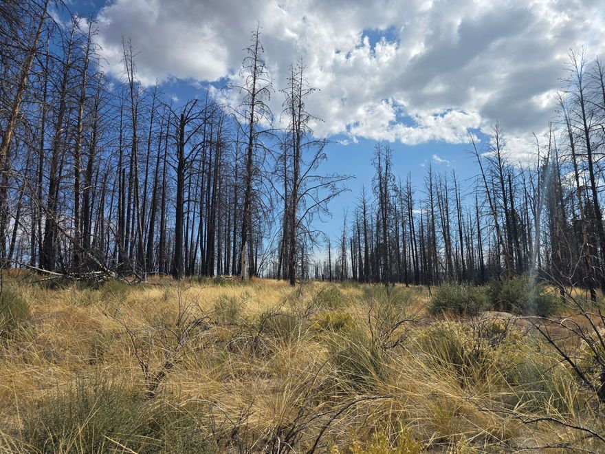 This beautiful 9.86-acre parcel is relatively flat and adorned with many mature trees, as well as a sizable grassy area filled with native vegetation. Access is via dirt and gravel roads. The property is conveniently located just minutes from the Sycan River, national forest lands, and excellent fishing spots. Located in a subdivision that is surrounded by nearly 50,000 acres of public forest land, it offers endless opportunities for outdoor activities such as hunting, fishing, camping, hiking, and Horseback/ATV Riding. This is the perfect location for outdoors enthusiasts to enjoy the serenity of nature.